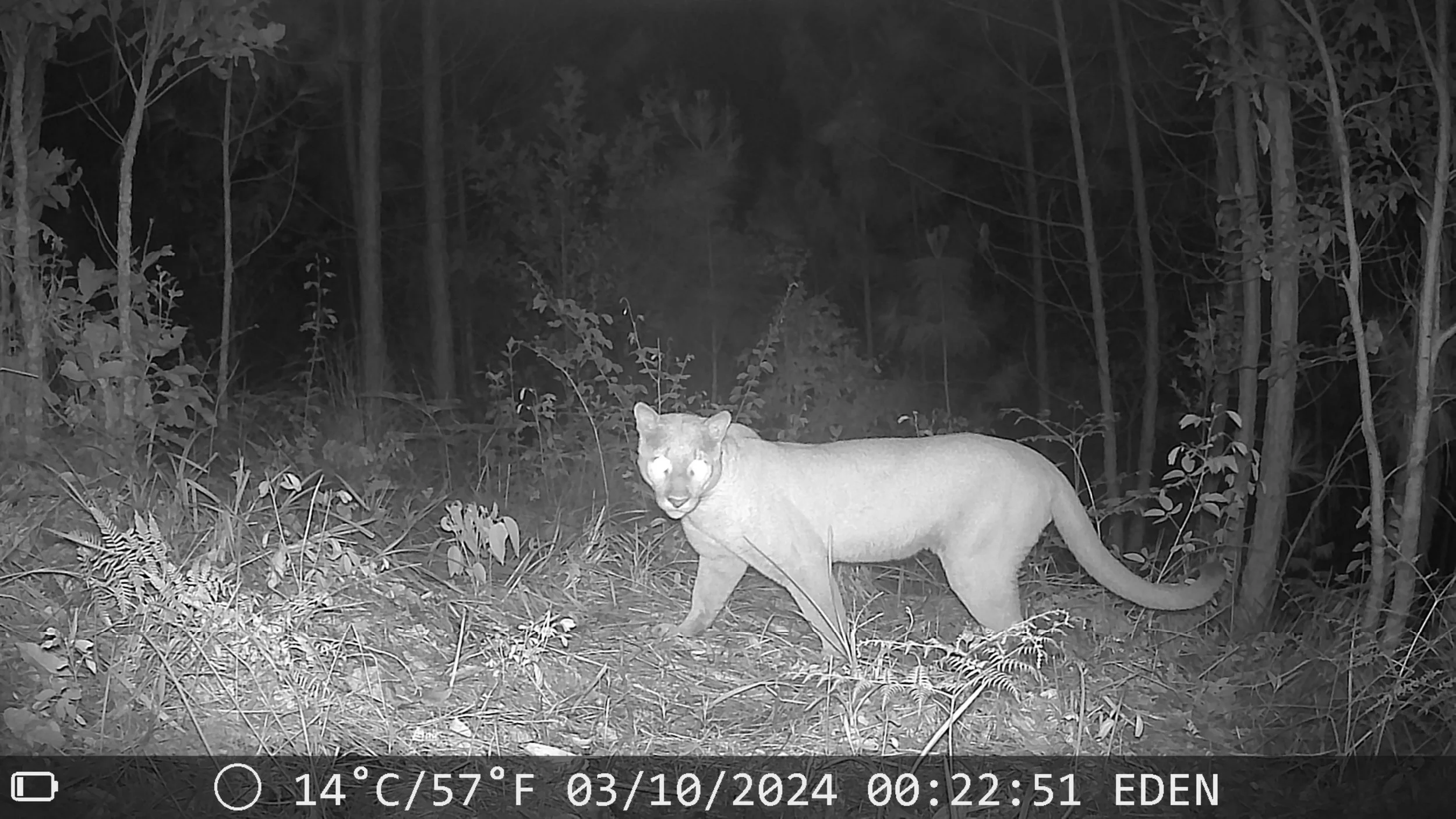 A panther in a forest at night with glowing eyes, captured by a trail camera.