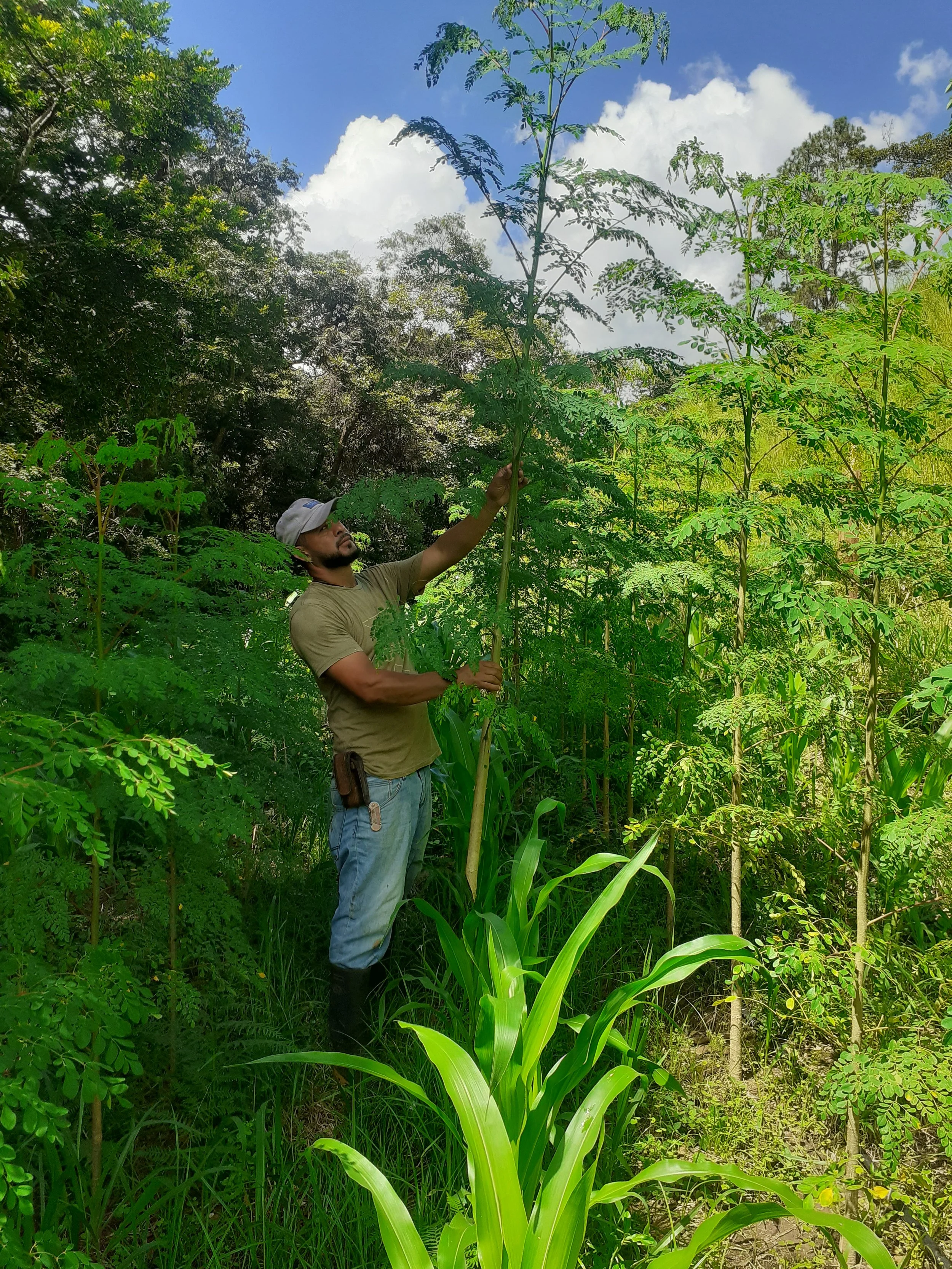 A man in a beige t-shirt, jeans, and a white cap stands among lush green plants and trees, holding a tall plant or tree sapling with his left hand, in a dense forest or jungle setting with bright sunlight and a blue sky with white clouds.