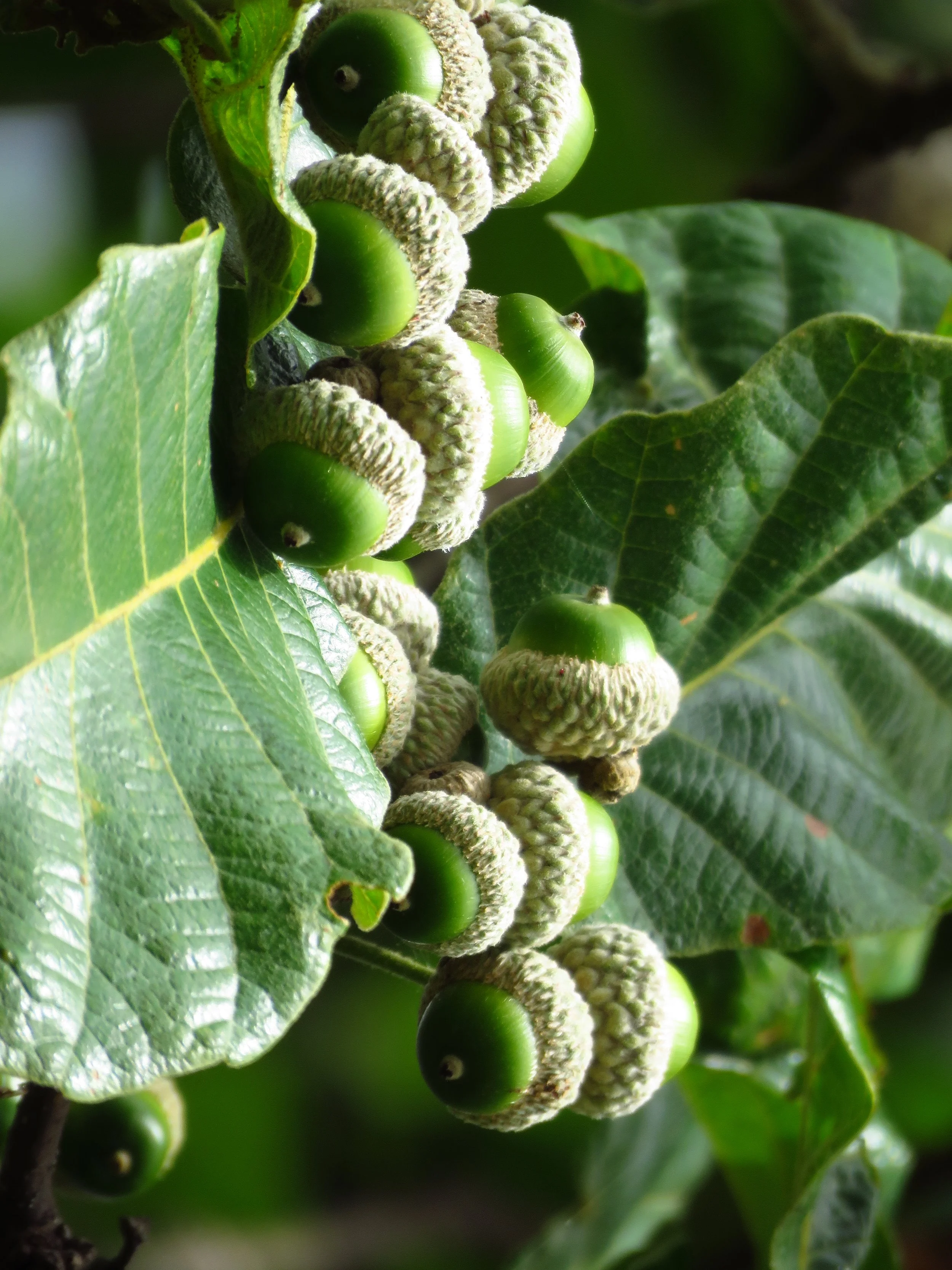 Close-up of a cluster of green, unripe coffee cherries on a coffee plant, surrounded by large green leaves.