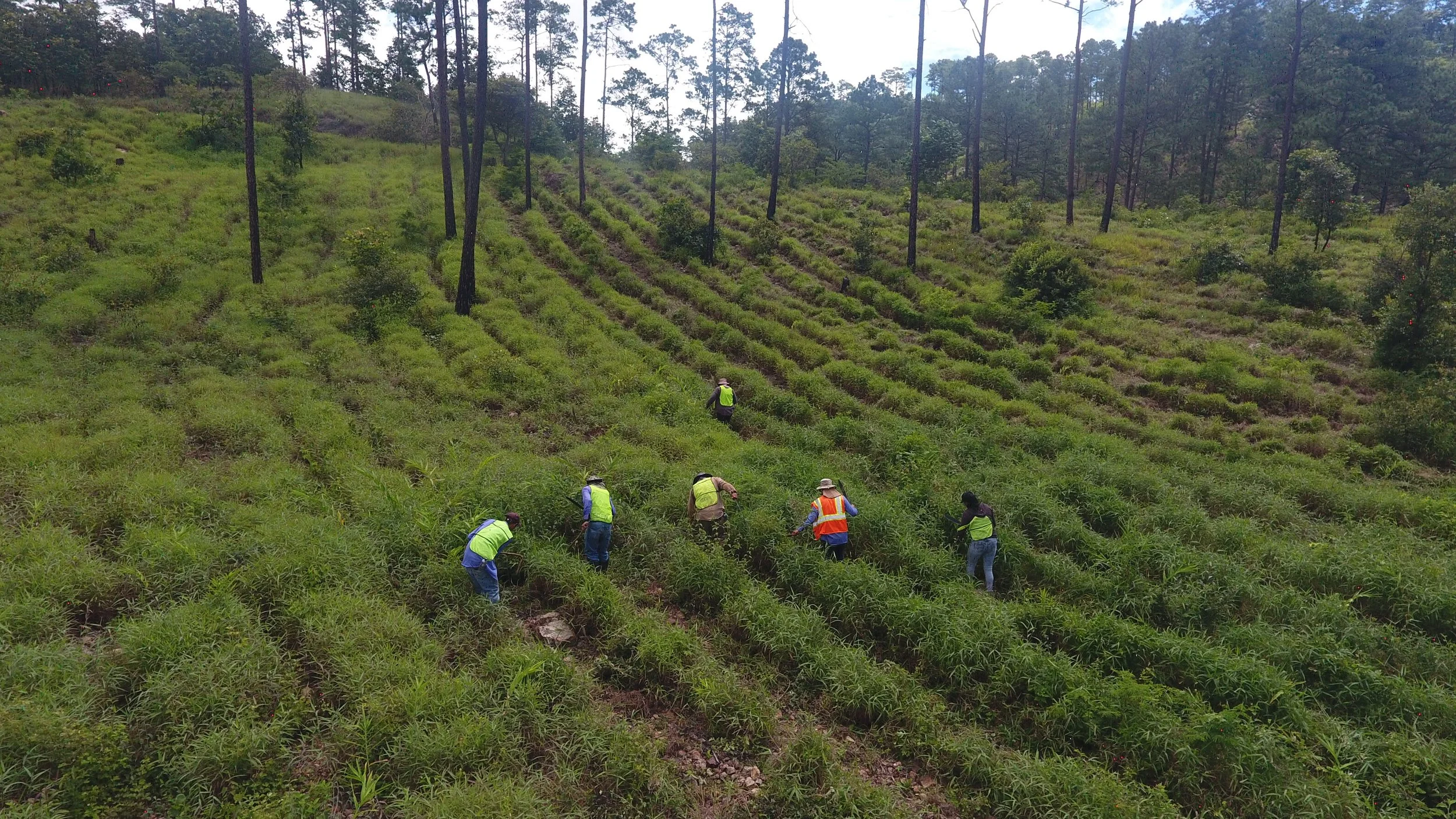 A group of people working on a hillside field, planting or tending to crops, with rows of plants and tall trees in the background.