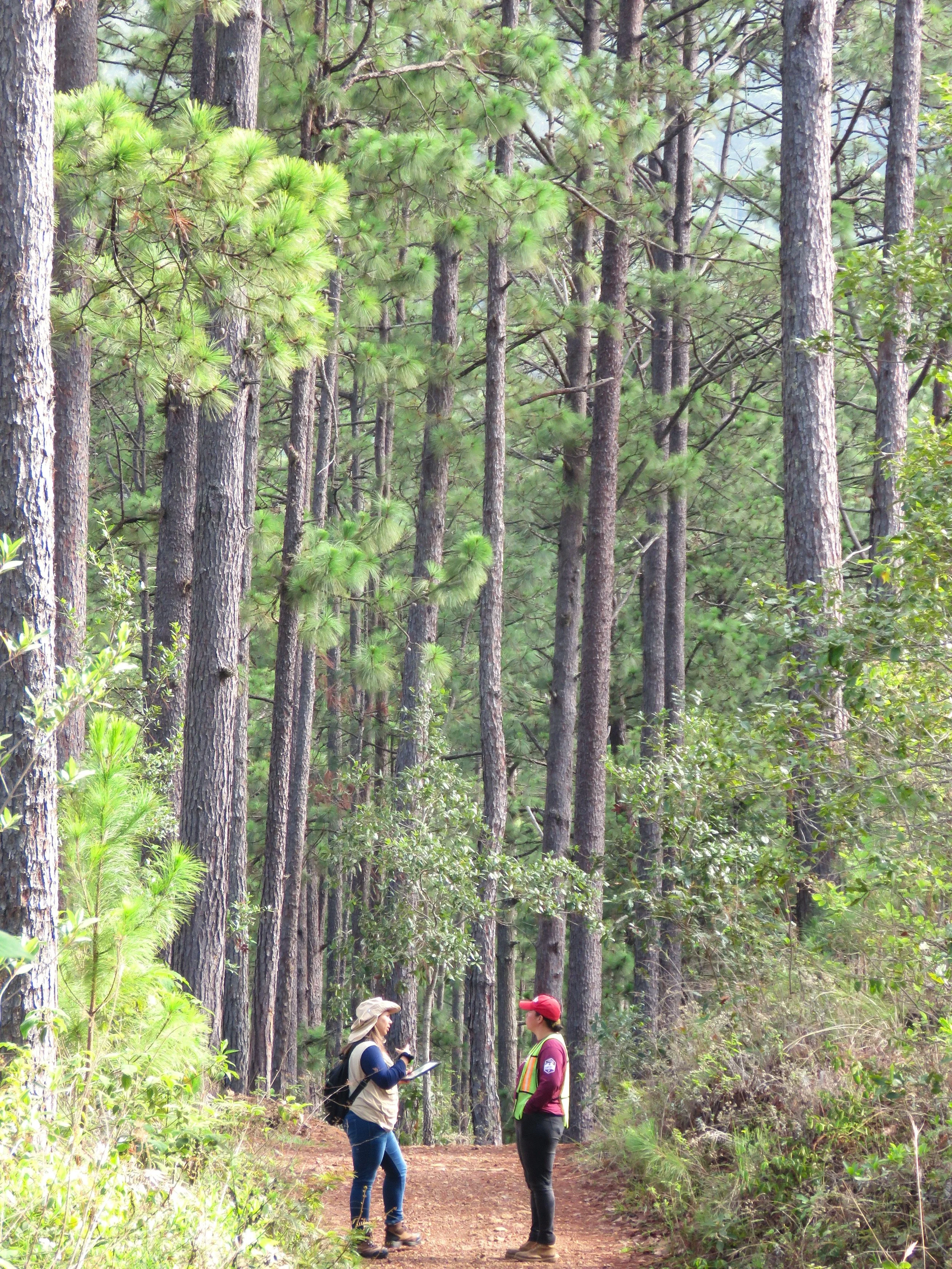 Two women having a conversation on a forest trail with tall pine trees around them.