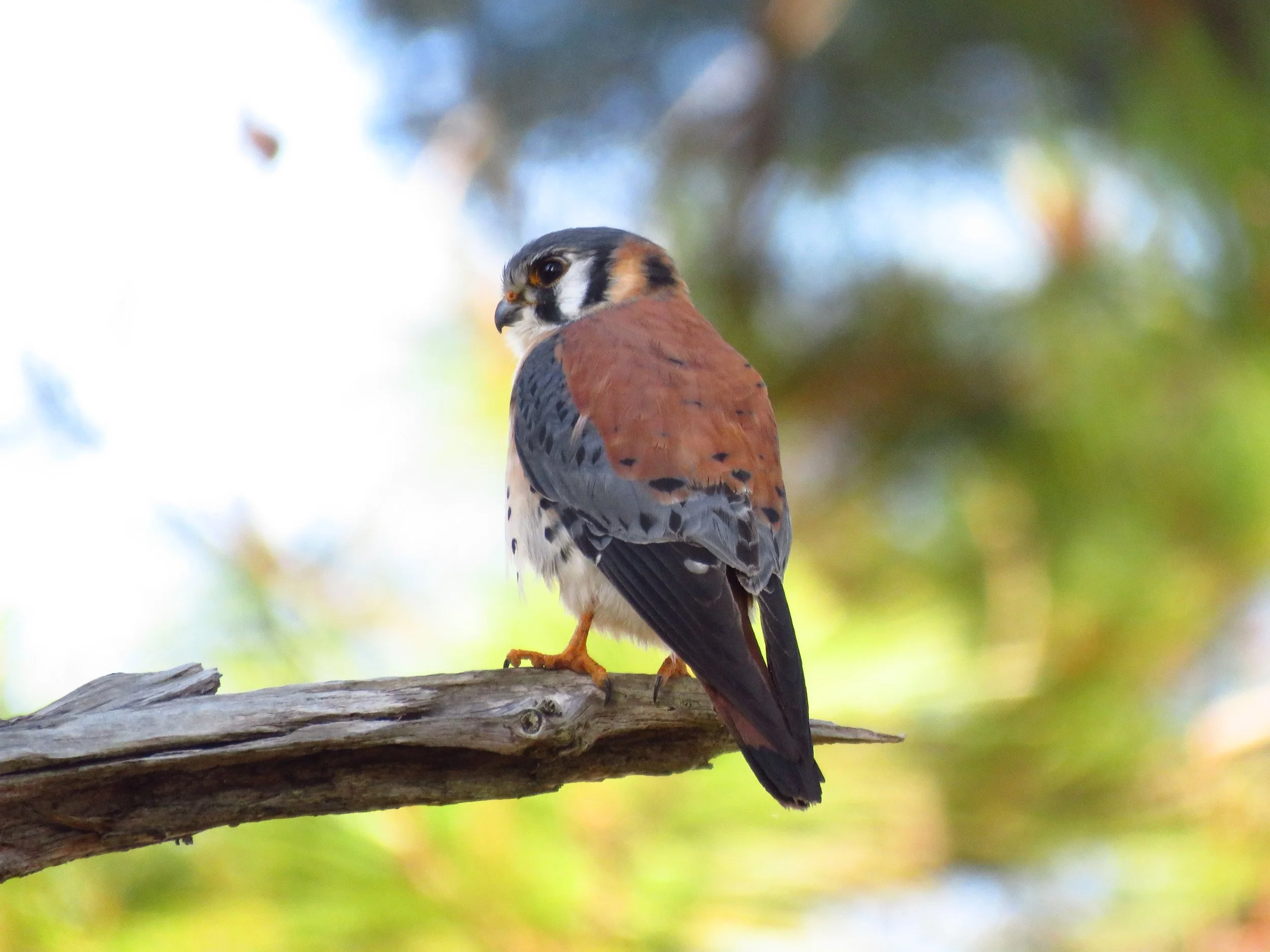 A bird perched on a tree branch, looking over its shoulder, with green, brown, and blue background.