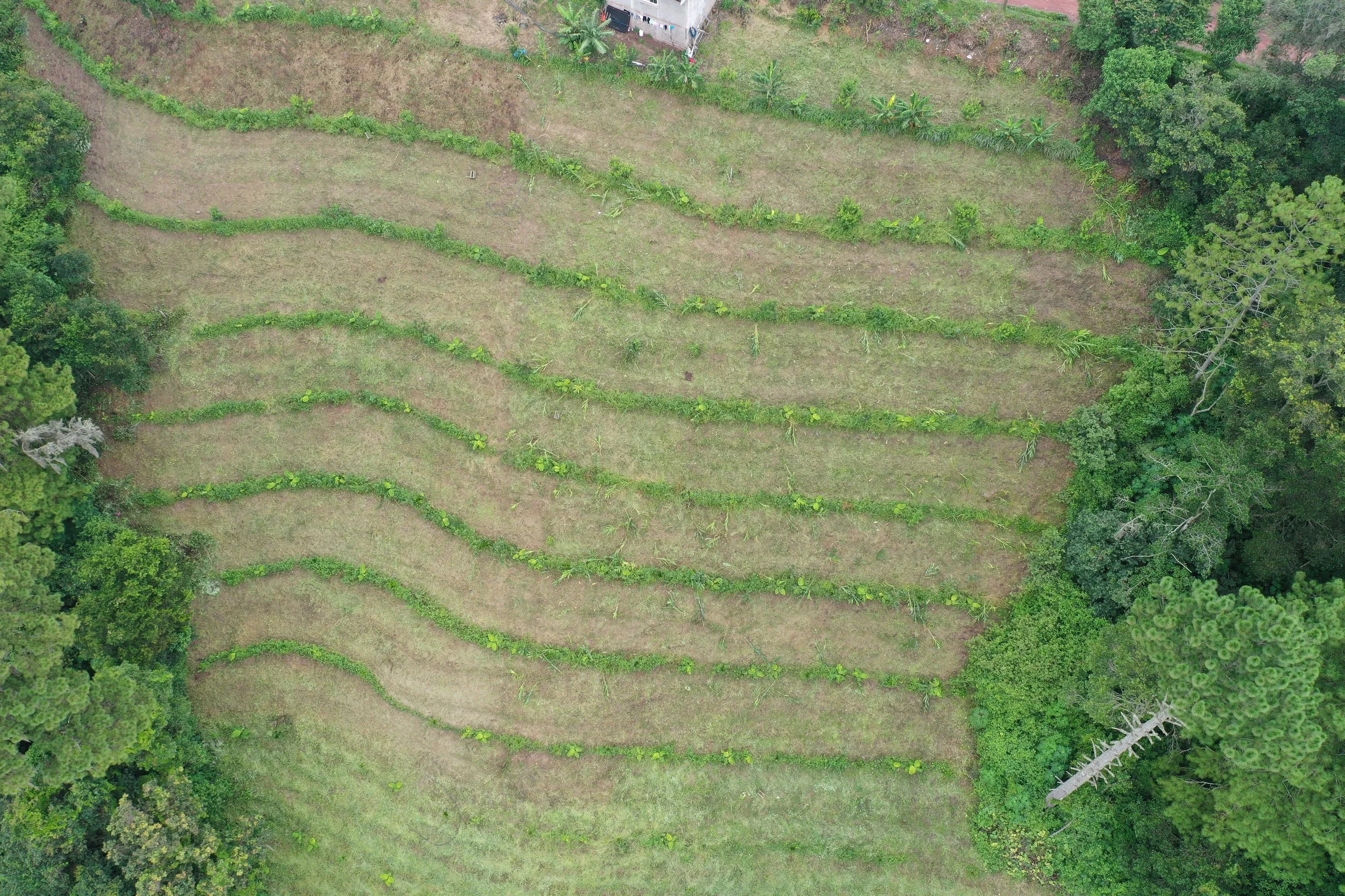Aerial view of a terraced garden with small green plants in rows, surrounded by trees and grassy areas.
