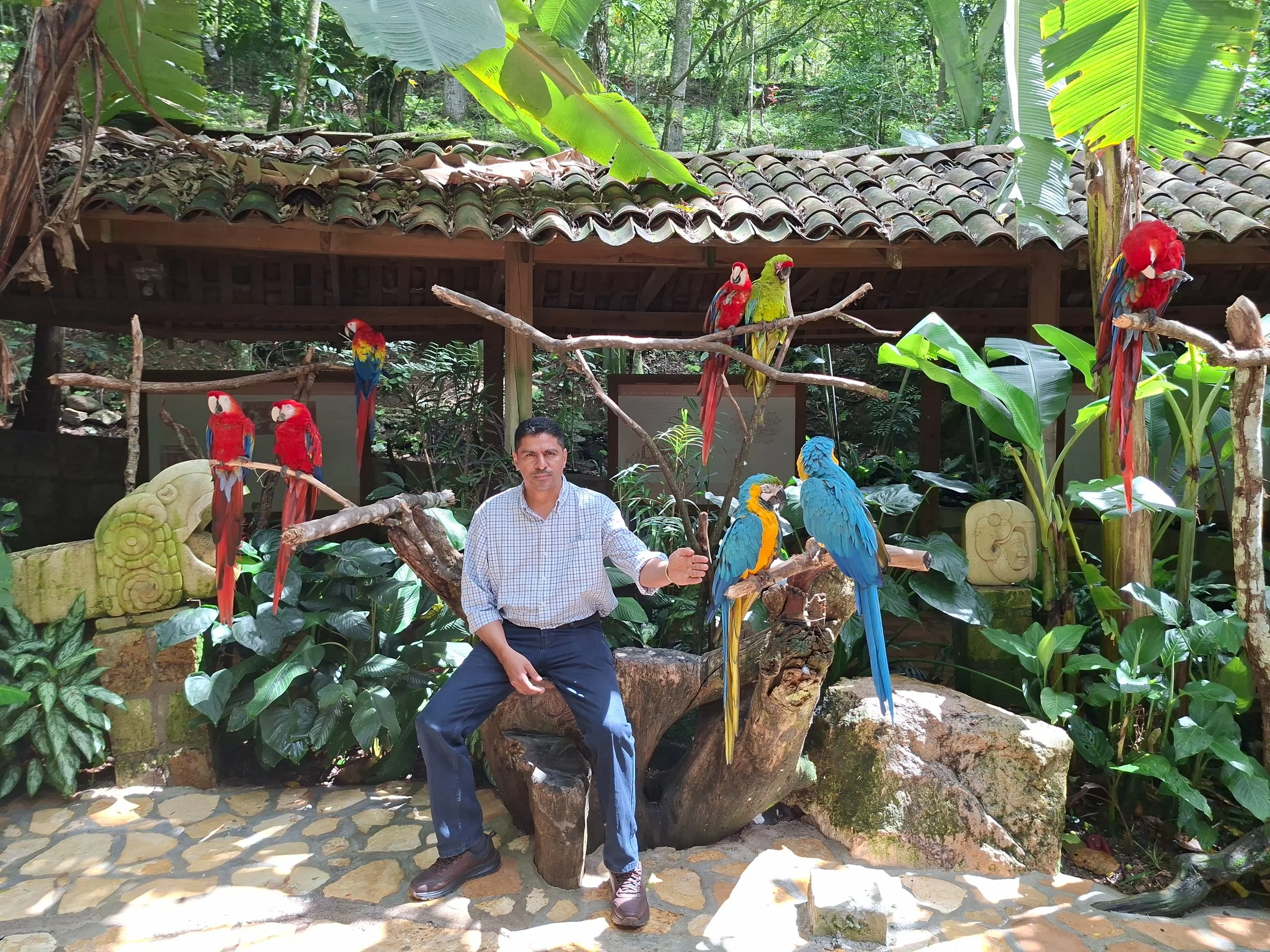 A man sitting on a wooden log surrounded by colorful macaws and parrots perched on branches in a lush tropical garden.