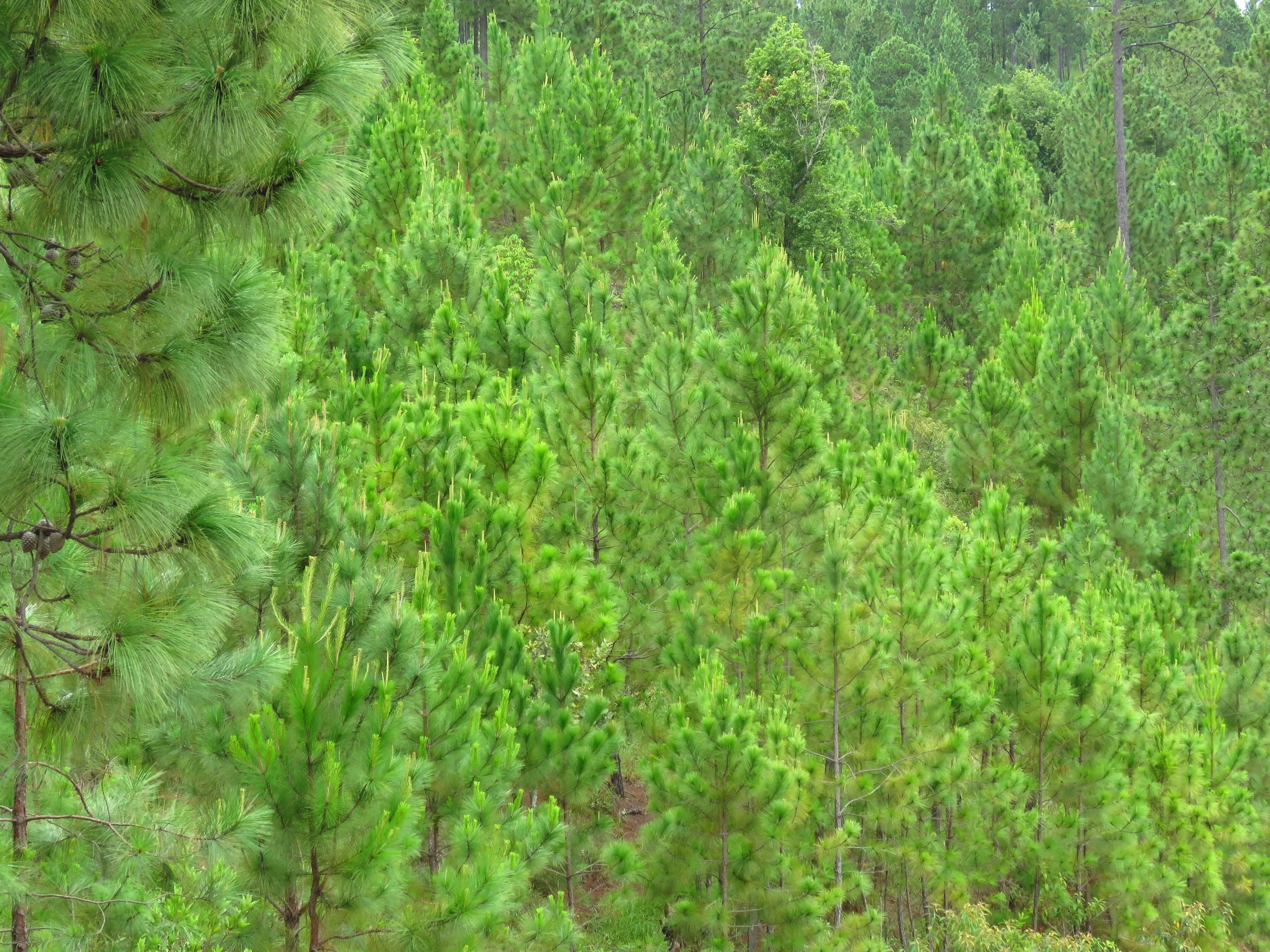 A dense forest of tall, green pine trees in various shades of green.