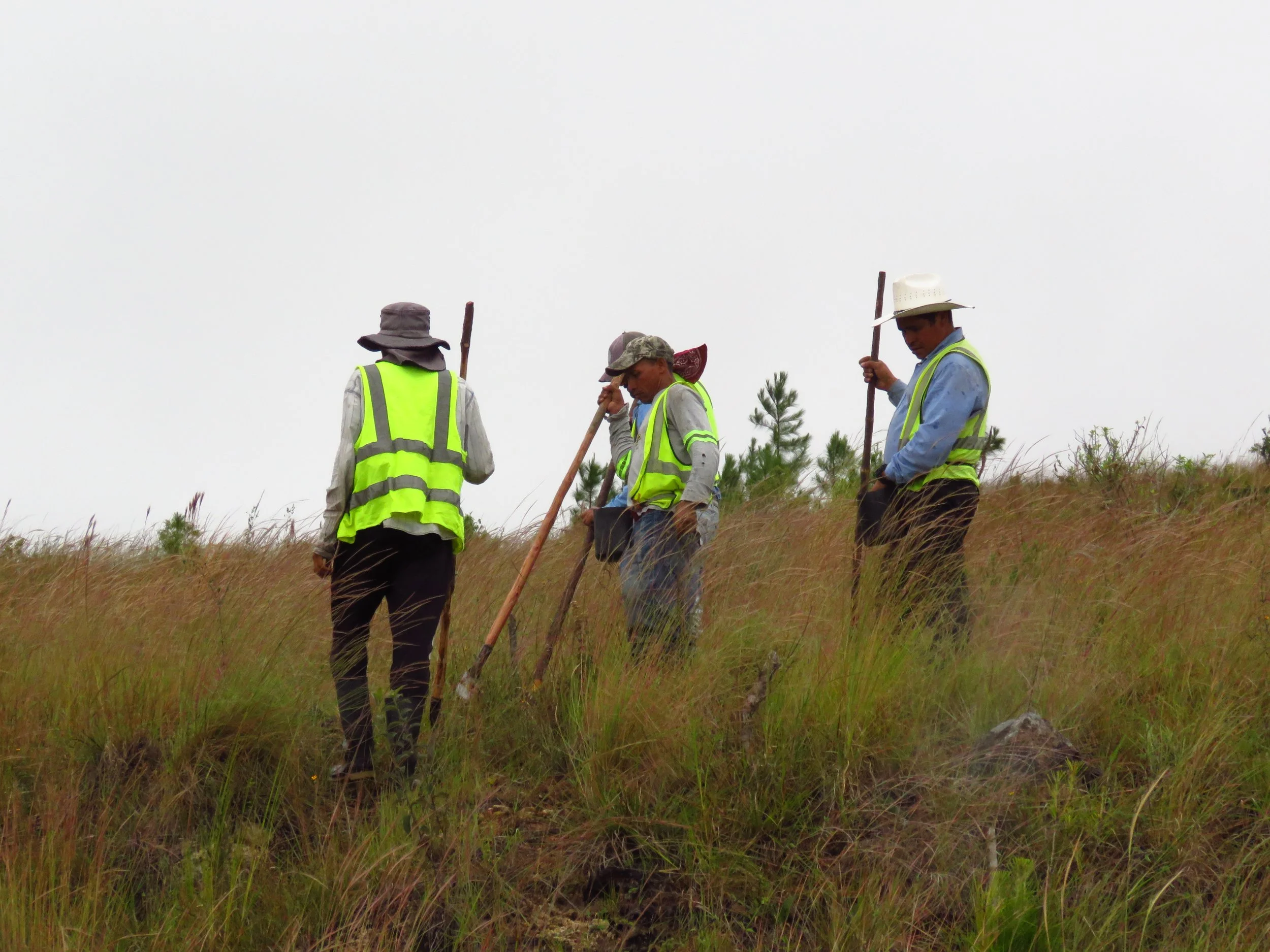 Four people wearing safety vests and hats working in a grassy field with tools.
