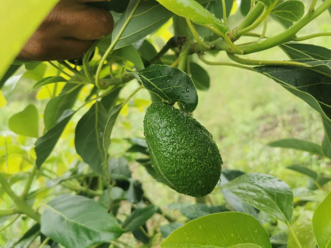 Close-up of a green avocado fruit hanging on a tree branch, surrounded by green leaves.