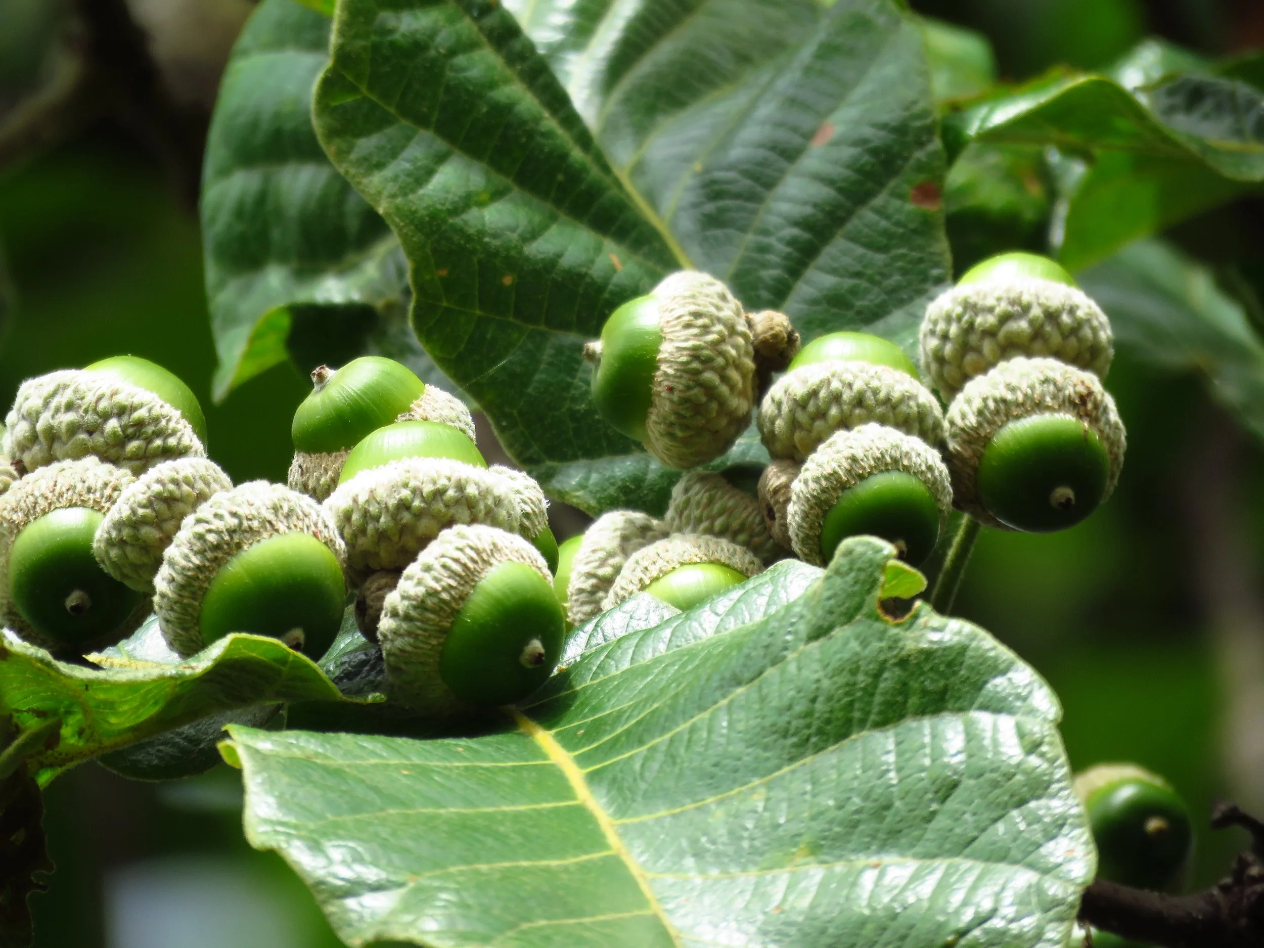 A close-up of a cluster of green acorns growing on a tree, surrounded by green leaves.