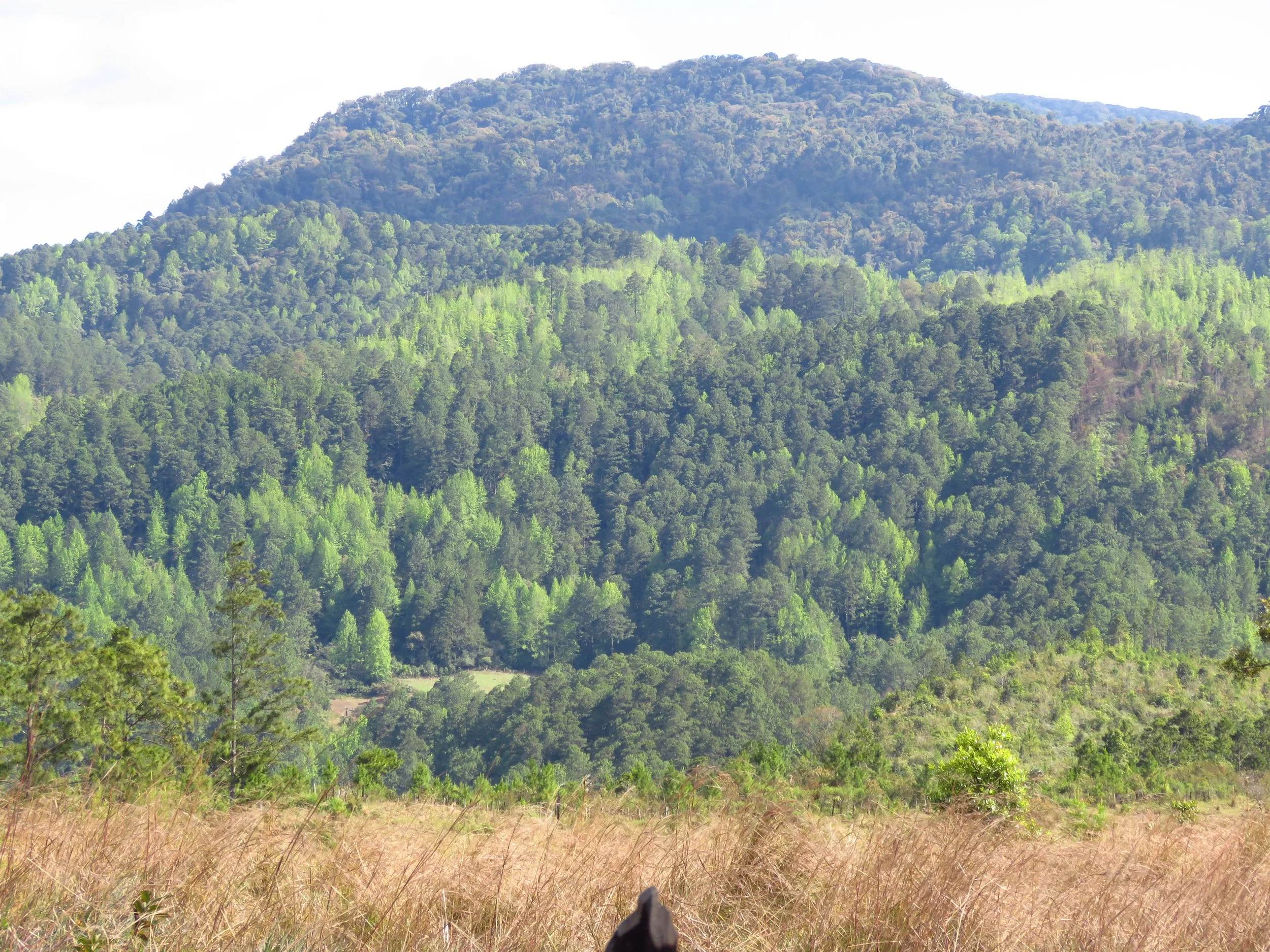 A landscape of a mountain covered with dense green trees, with dry grass in the foreground and a partly cloudy sky.