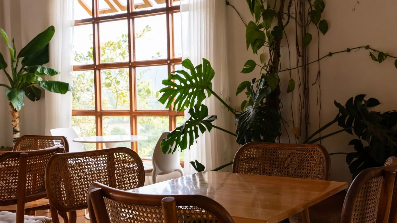 Interior of a cozy room with wooden tables, rattan chairs, and large green indoor plants near a window with sheer white curtains, allowing natural light in.