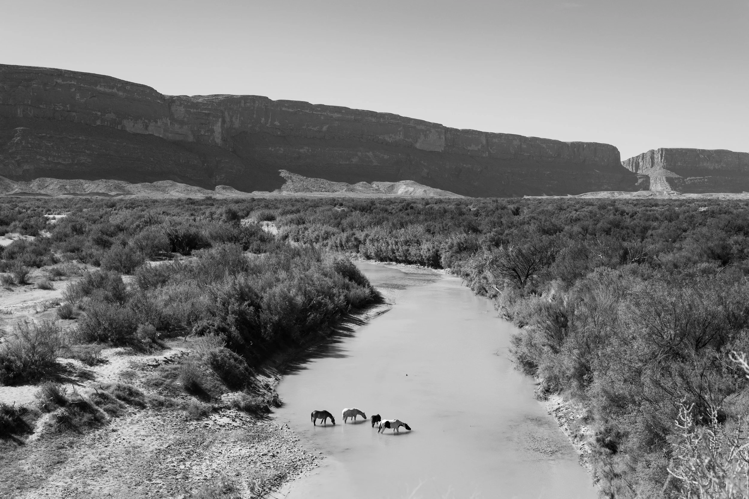 Black and white photo of a river with four horses wading in the water, surrounded by shrubs and desert landscape, with rocky mesas and cliffs in the background.