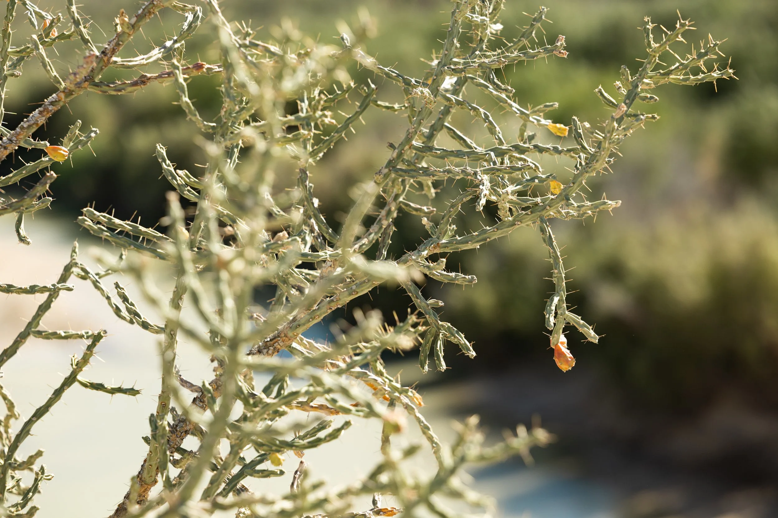 Close-up of a desert cactus plant with spiny branches and sparse small orange flowers, outdoors in bright sunlight.