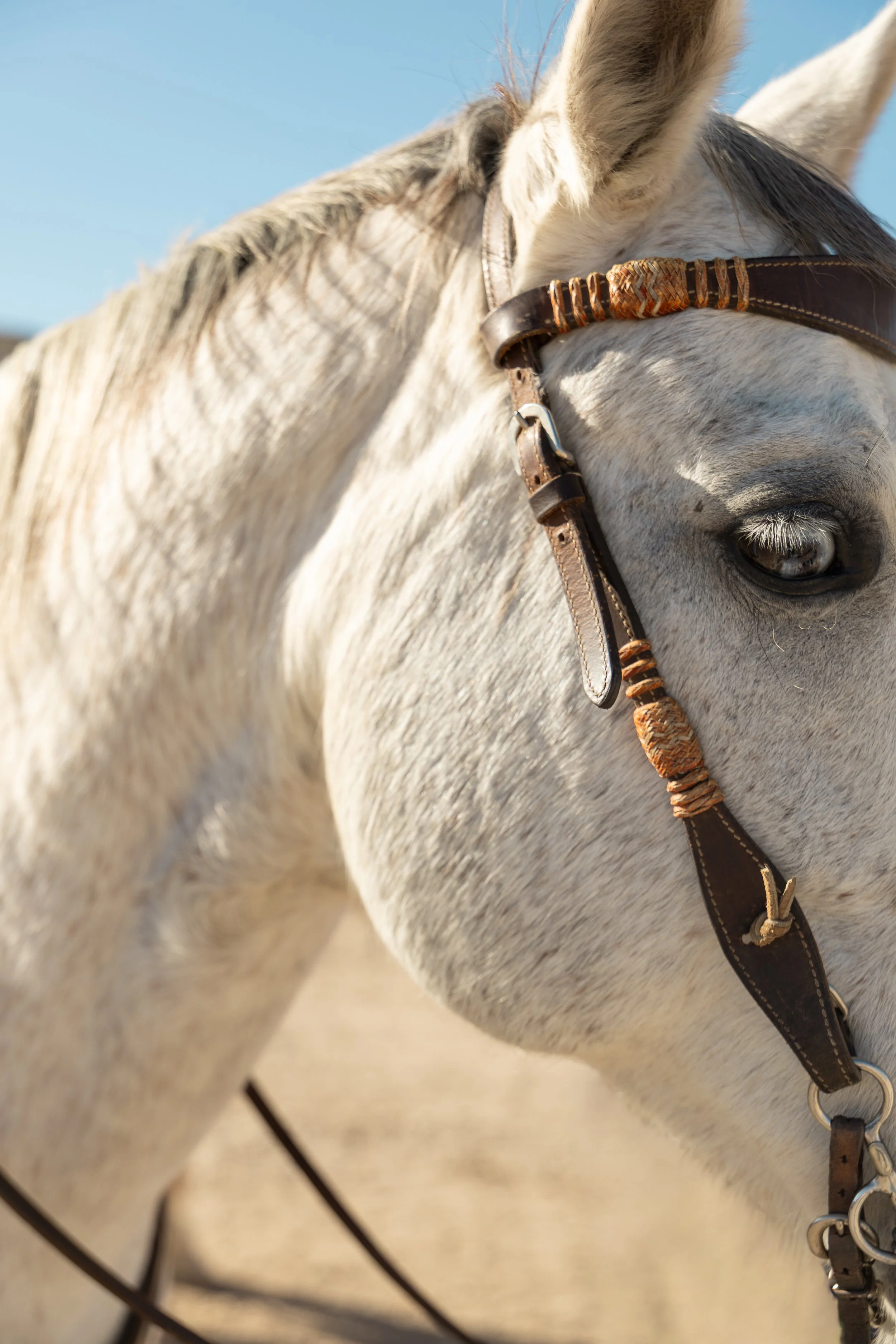 Close-up of a white horse with a brown bridle against a blue sky.