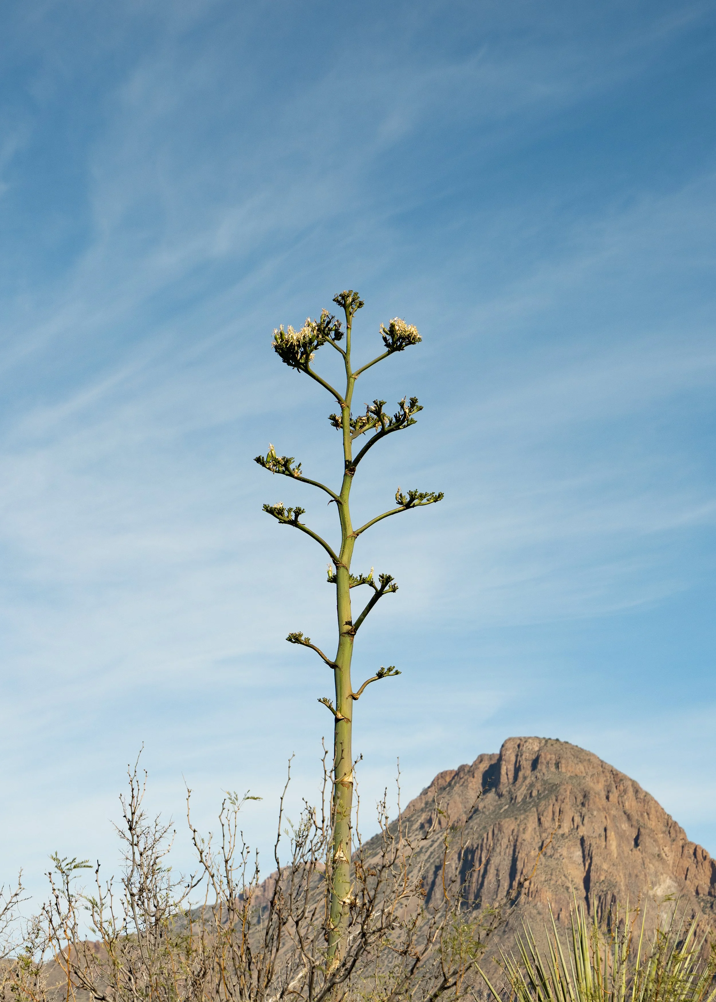 A tall desert plant with multiple branches and clusters of small white flowers at the top, with a mountain in the background and a blue sky with wispy clouds.