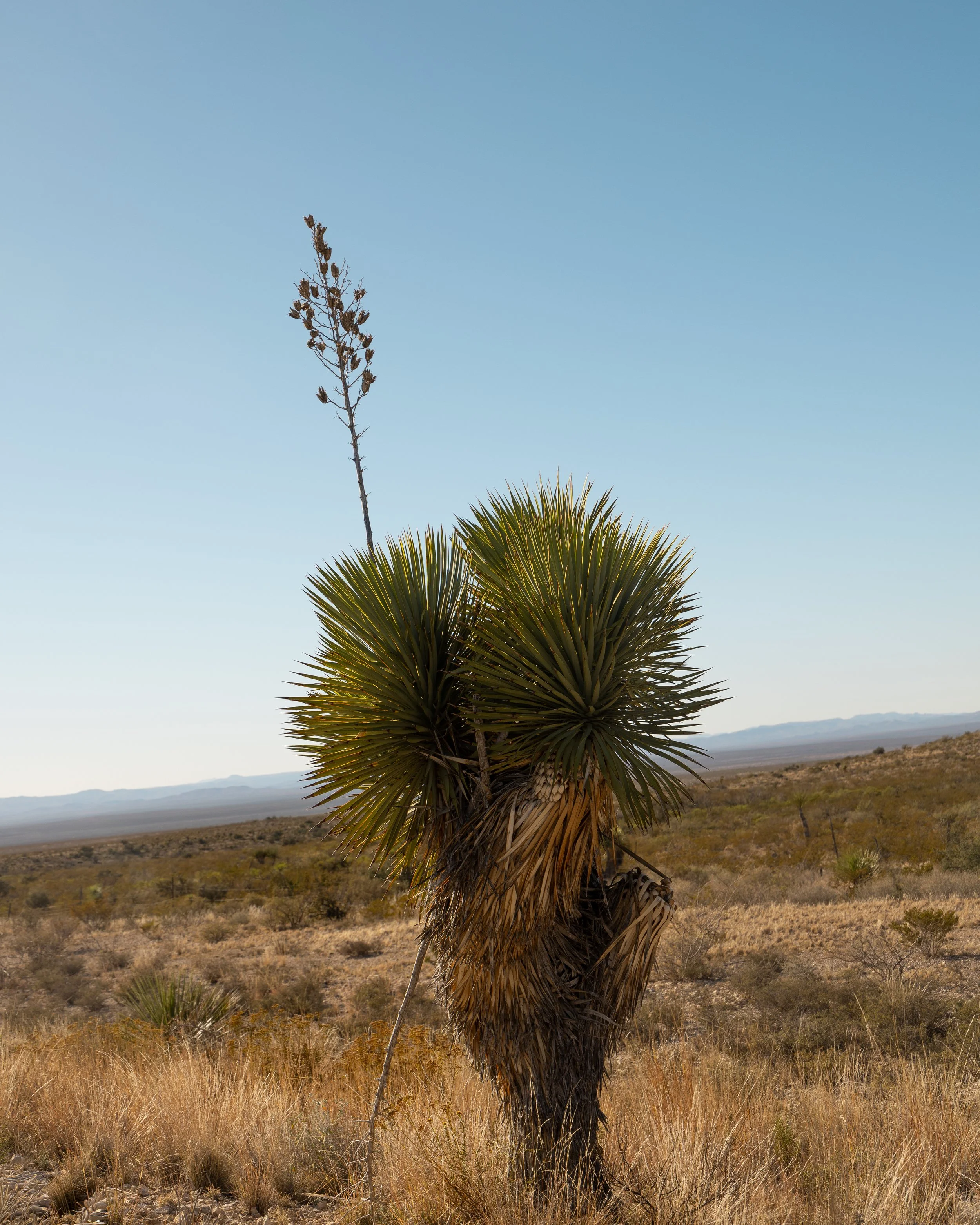A desert landscape with a Joshua tree in the foreground, under a clear blue sky.