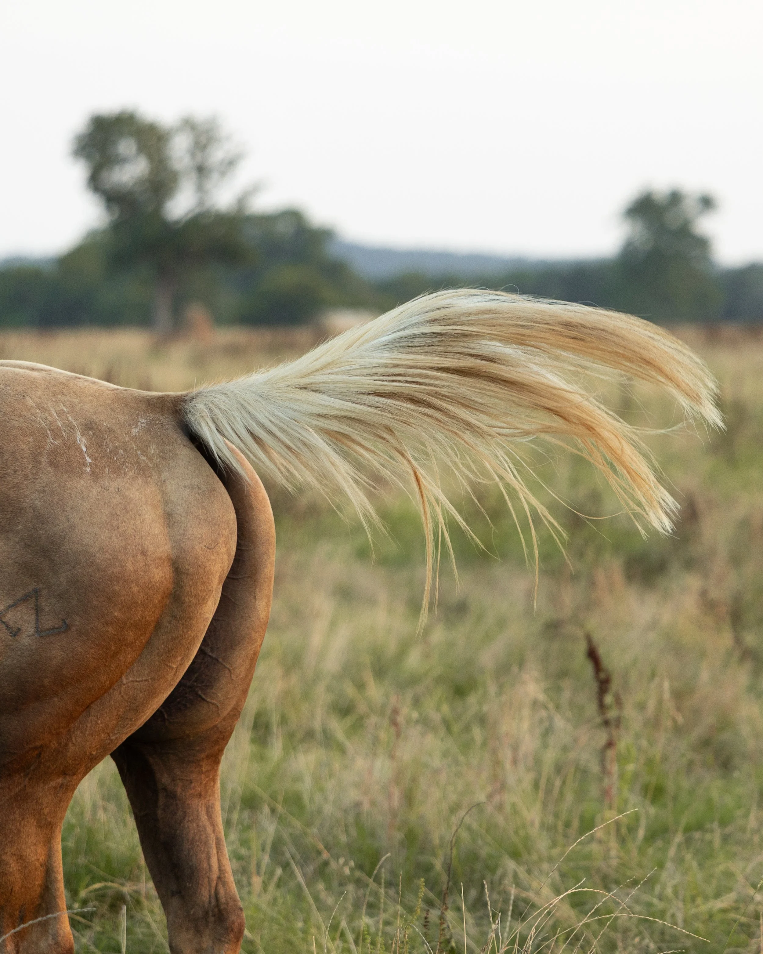 Close-up of the back end of a horse in a grassy field, showing a tan-colored tail and a tattoo on its hindquarters, with trees in the background.