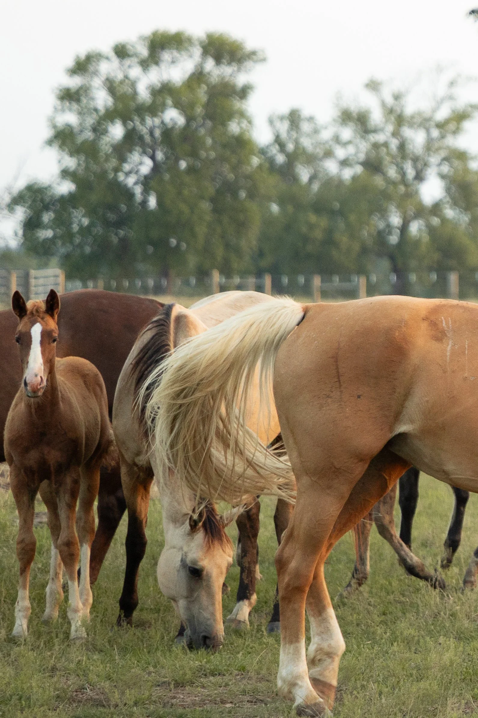A group of horses grazing on grass in a field with trees in the background.