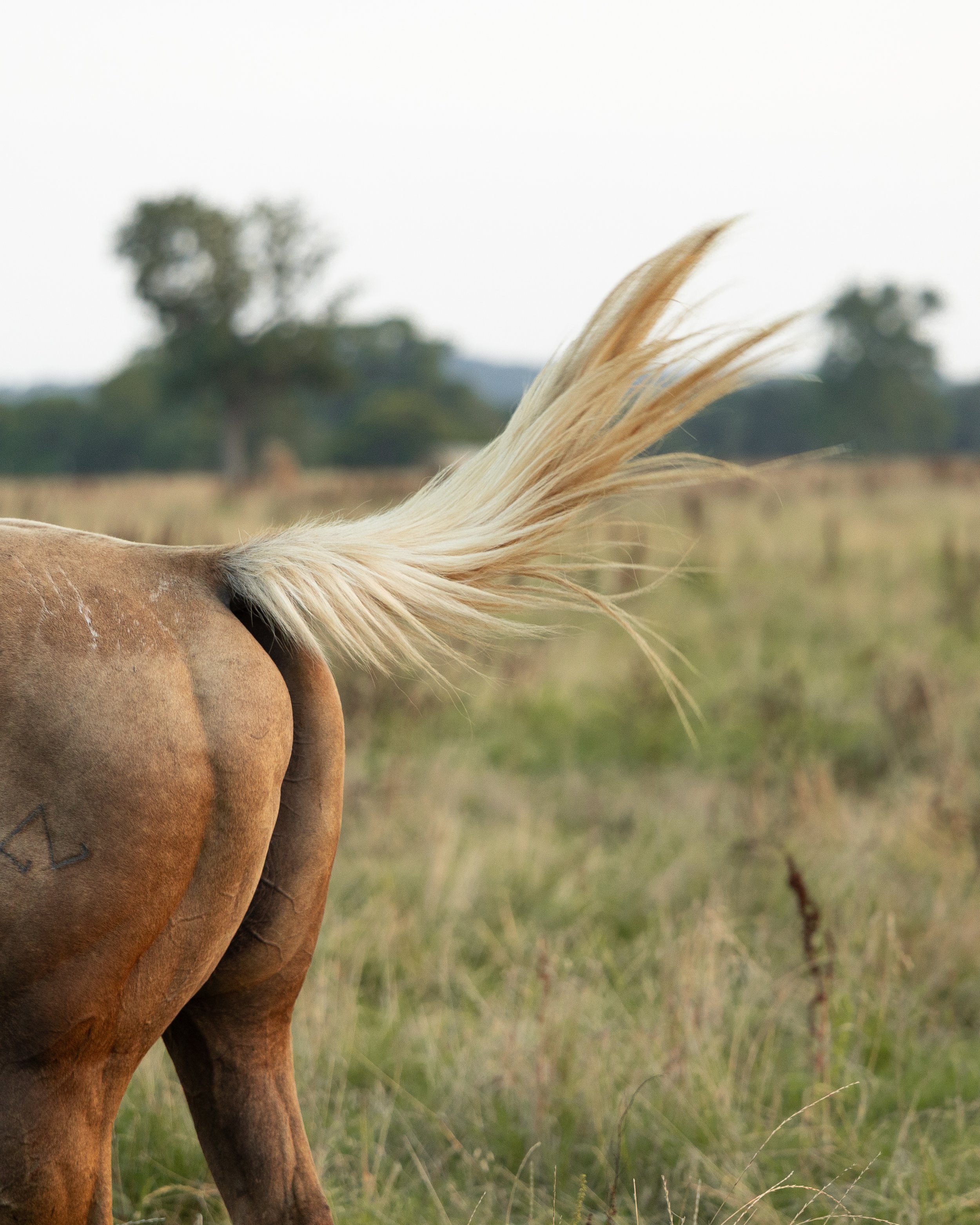 Close-up of a brown horse's rear end with a flowing blonde tail in a grassy field, with trees in the background.