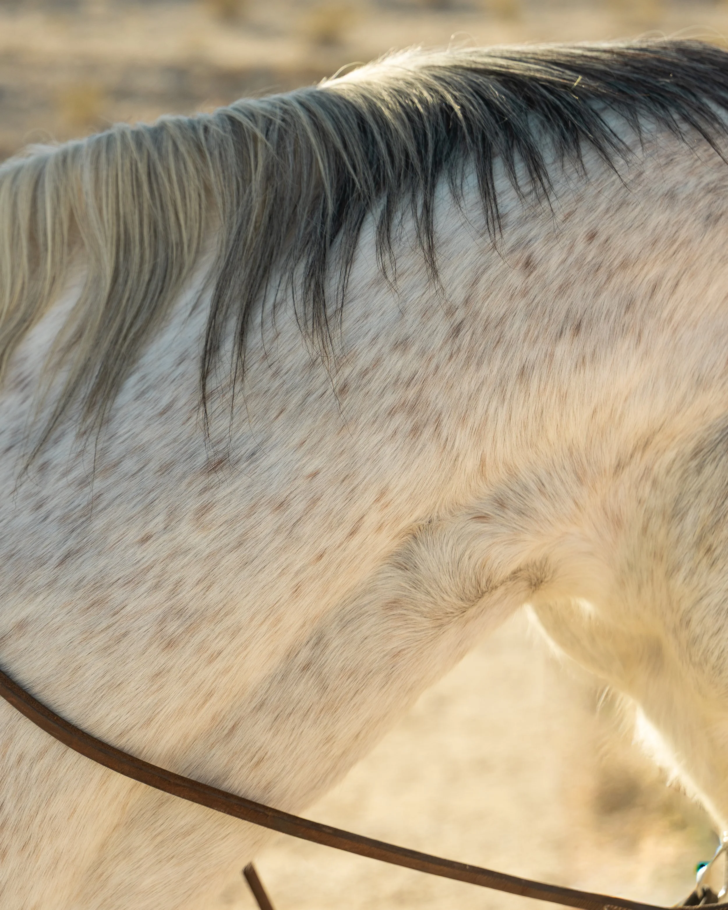 Close-up of a light-colored horse's mane and neck.