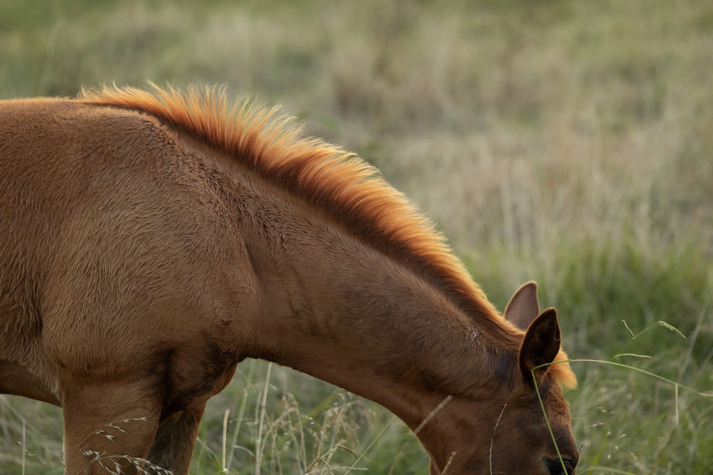 A close-up image of a brown horse with a red mane grazing on grass in a field.