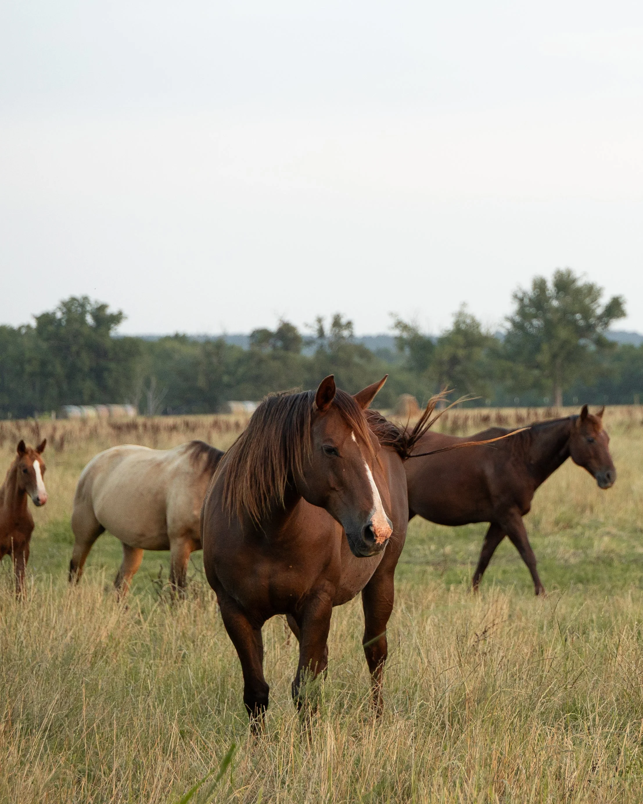 A group of horses grazing in a grassy field with trees in the background.