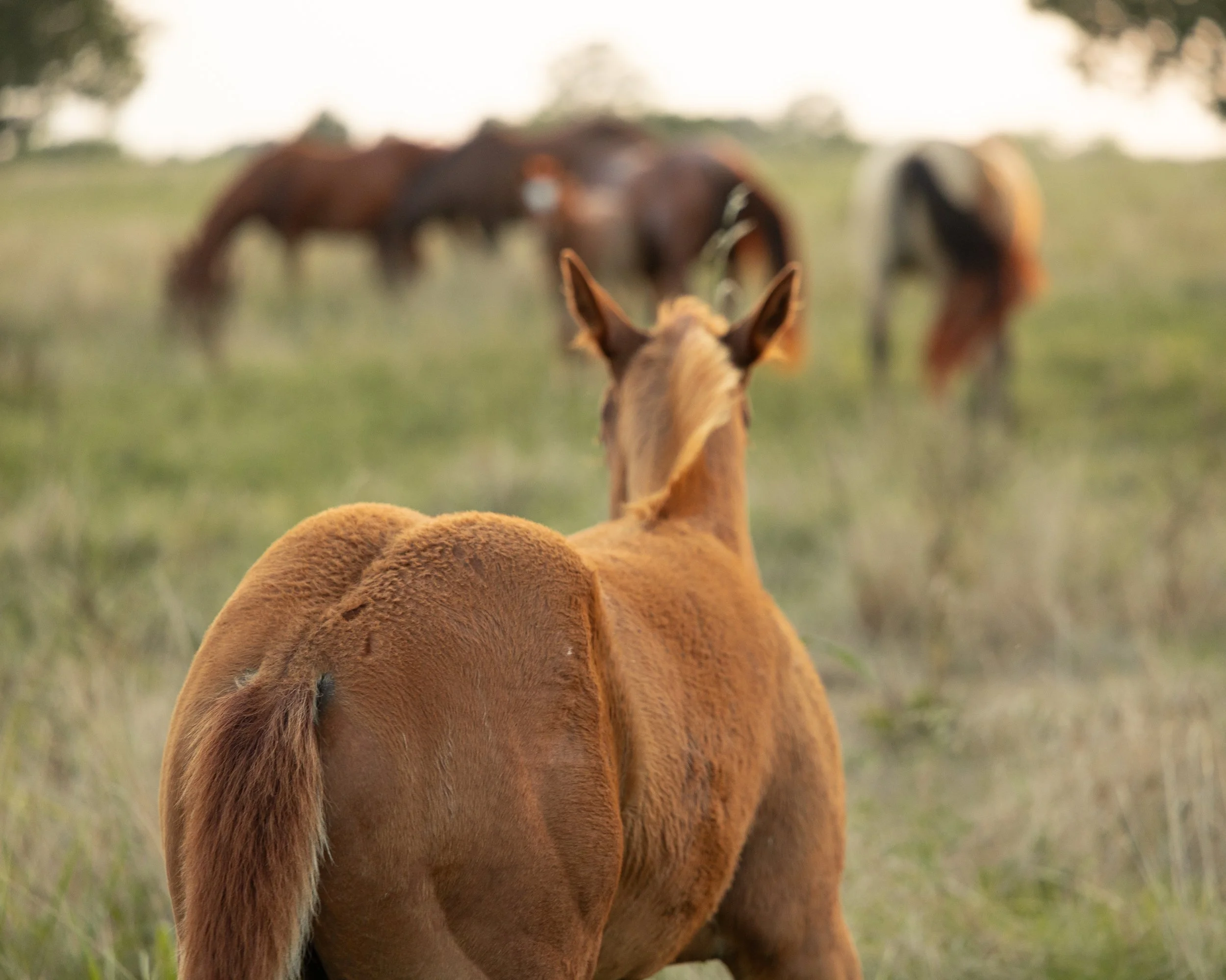 A group of horses grazing in a grassy field, with one horse in the foreground and others blurred in the background.