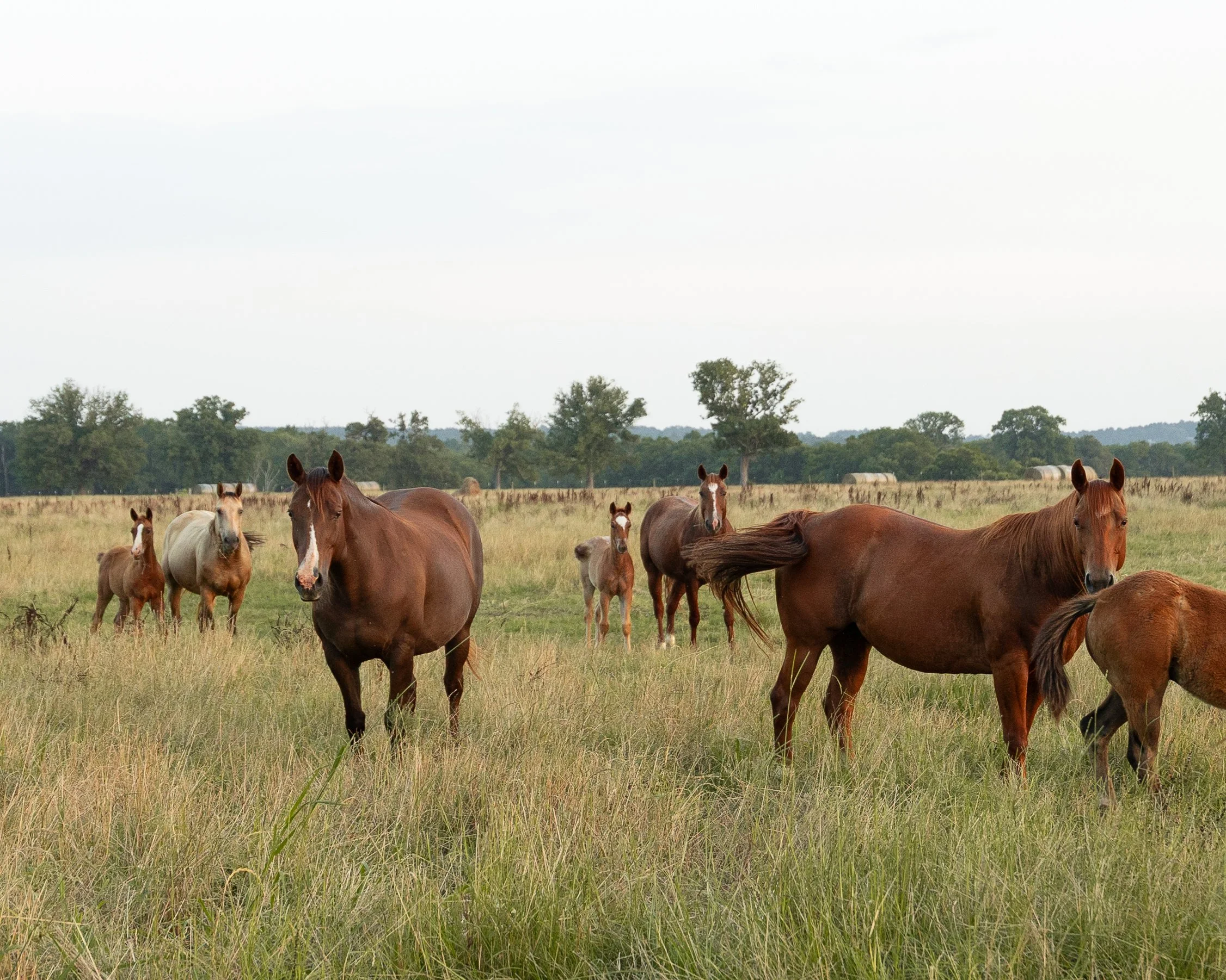 A group of horses grazing and standing in an open grassy field with trees in the background under an overcast sky.