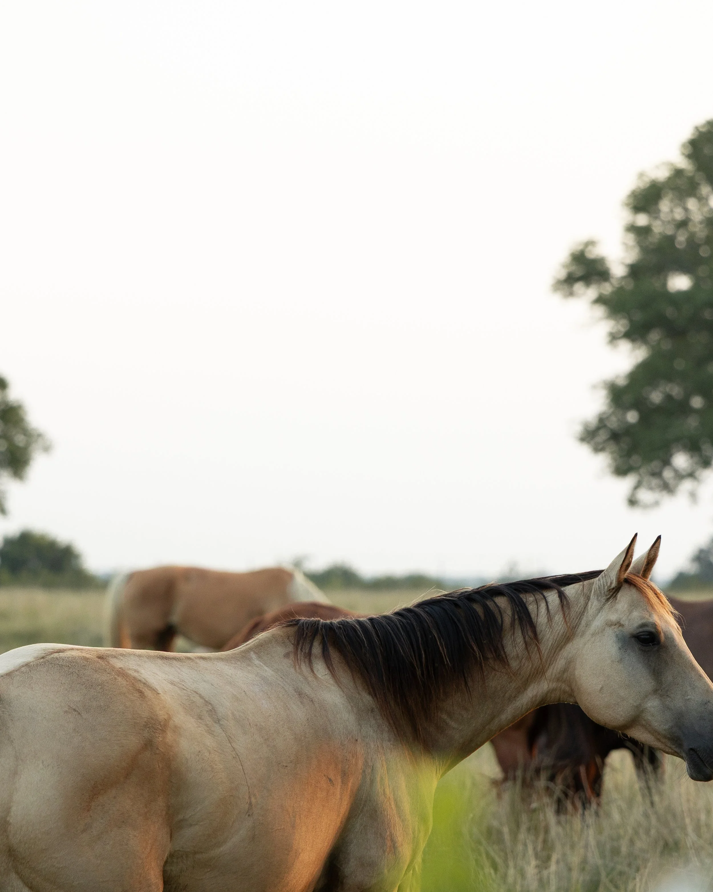 A group of horses grazing in a field, with a light sky and trees in the background.