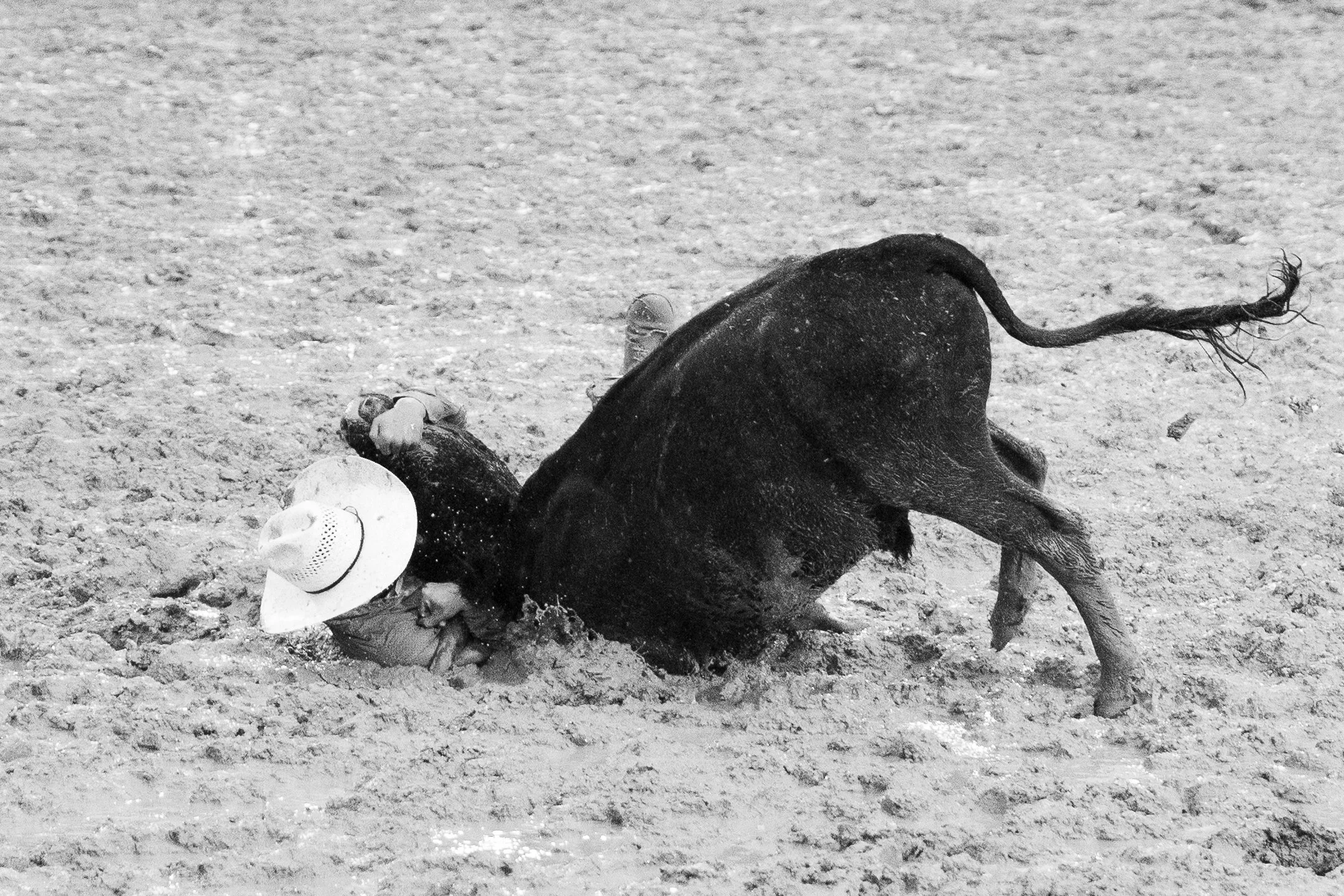 A person in a hat lying face down in the dirt with a black cow with long, curved horns and a long tail on top of them.