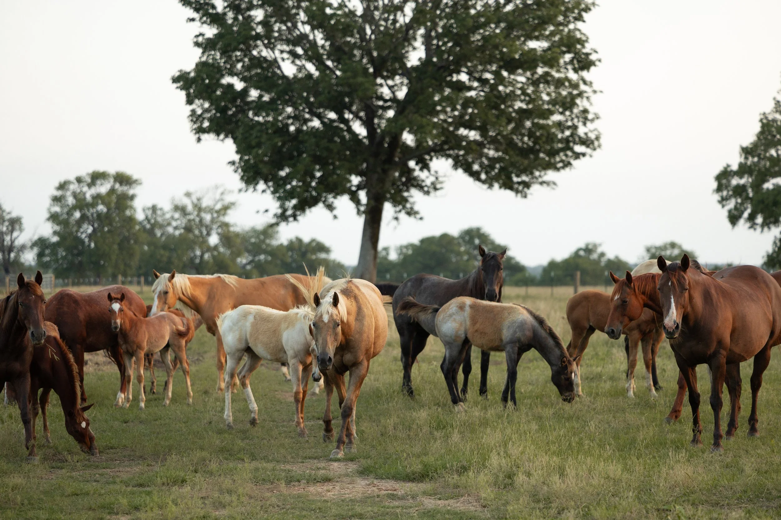 Group of horses grazing on a grassy field with a large tree in the background.