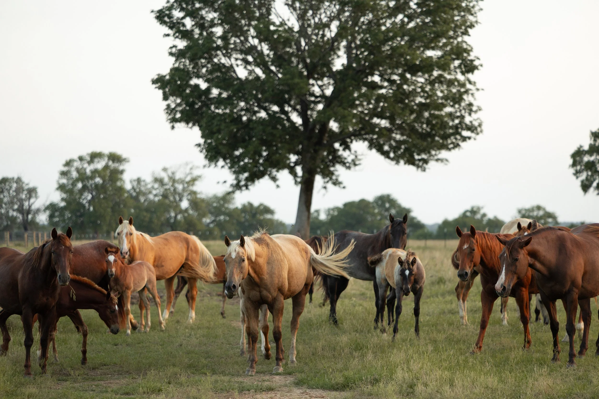 Group of horses grazing and standing in a grassy field with a large tree in the background.