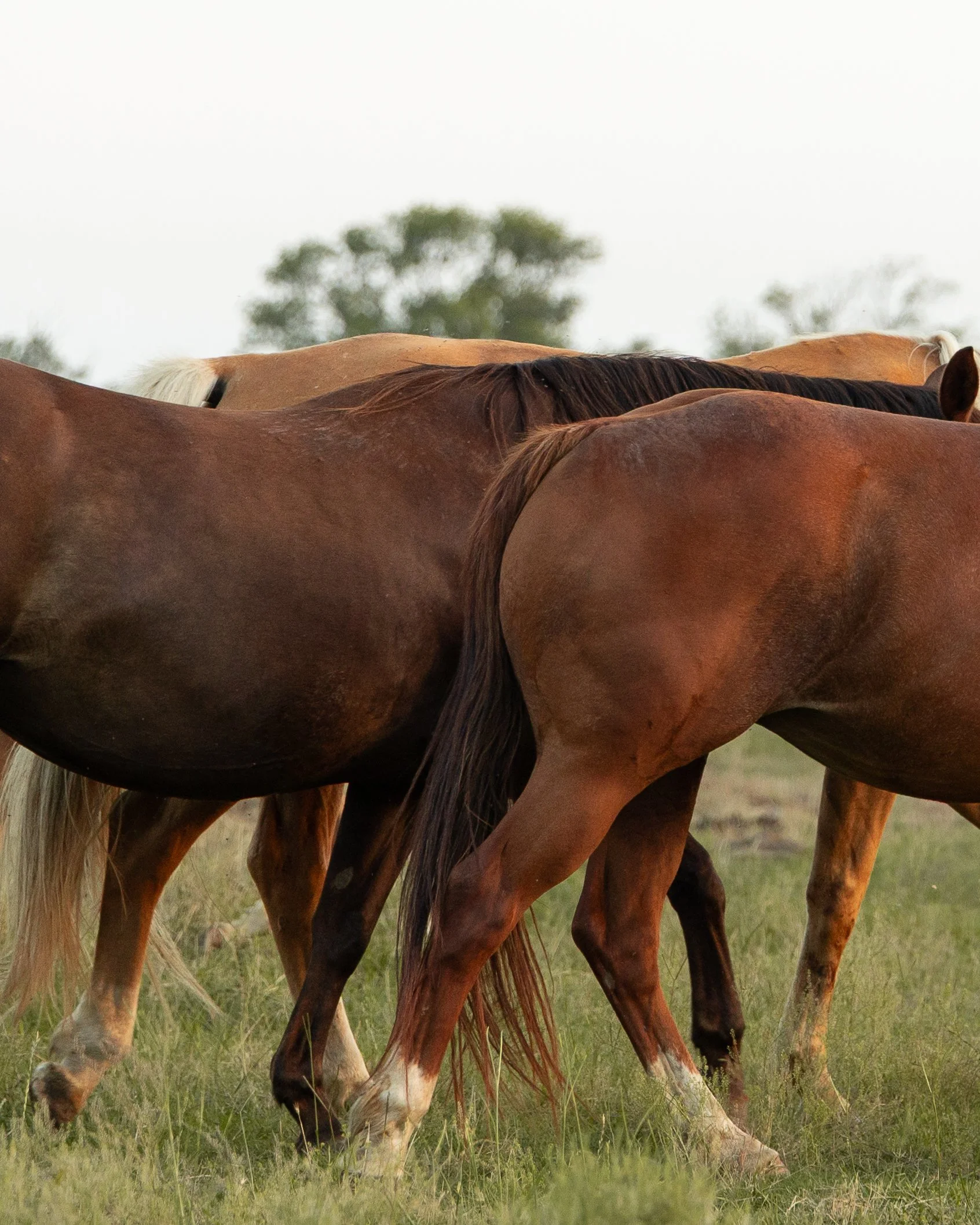 Group of horses grazing on grass in a field with trees in the background.