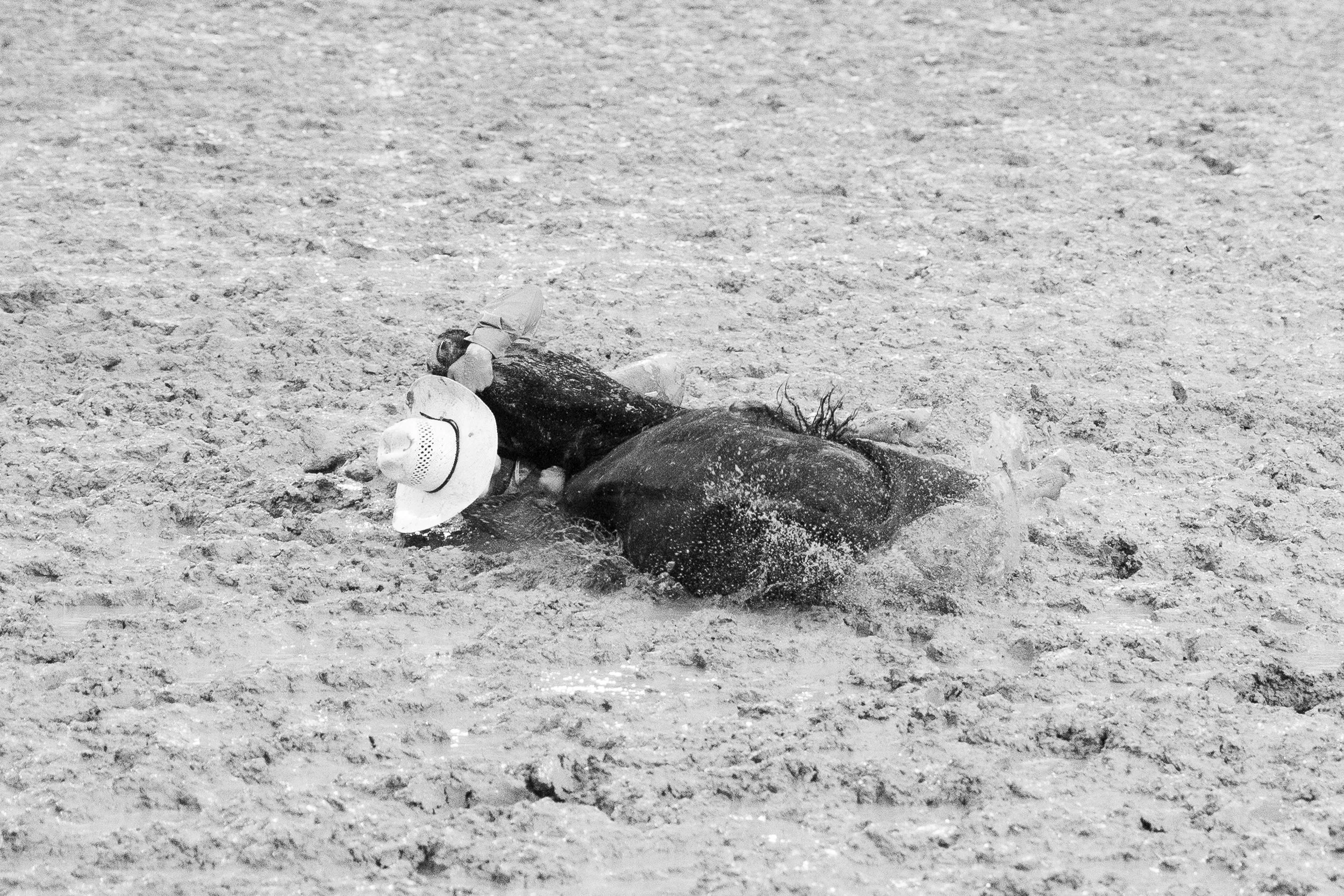 A black horse lying on the sandy ground with a cowboy hat on its head
