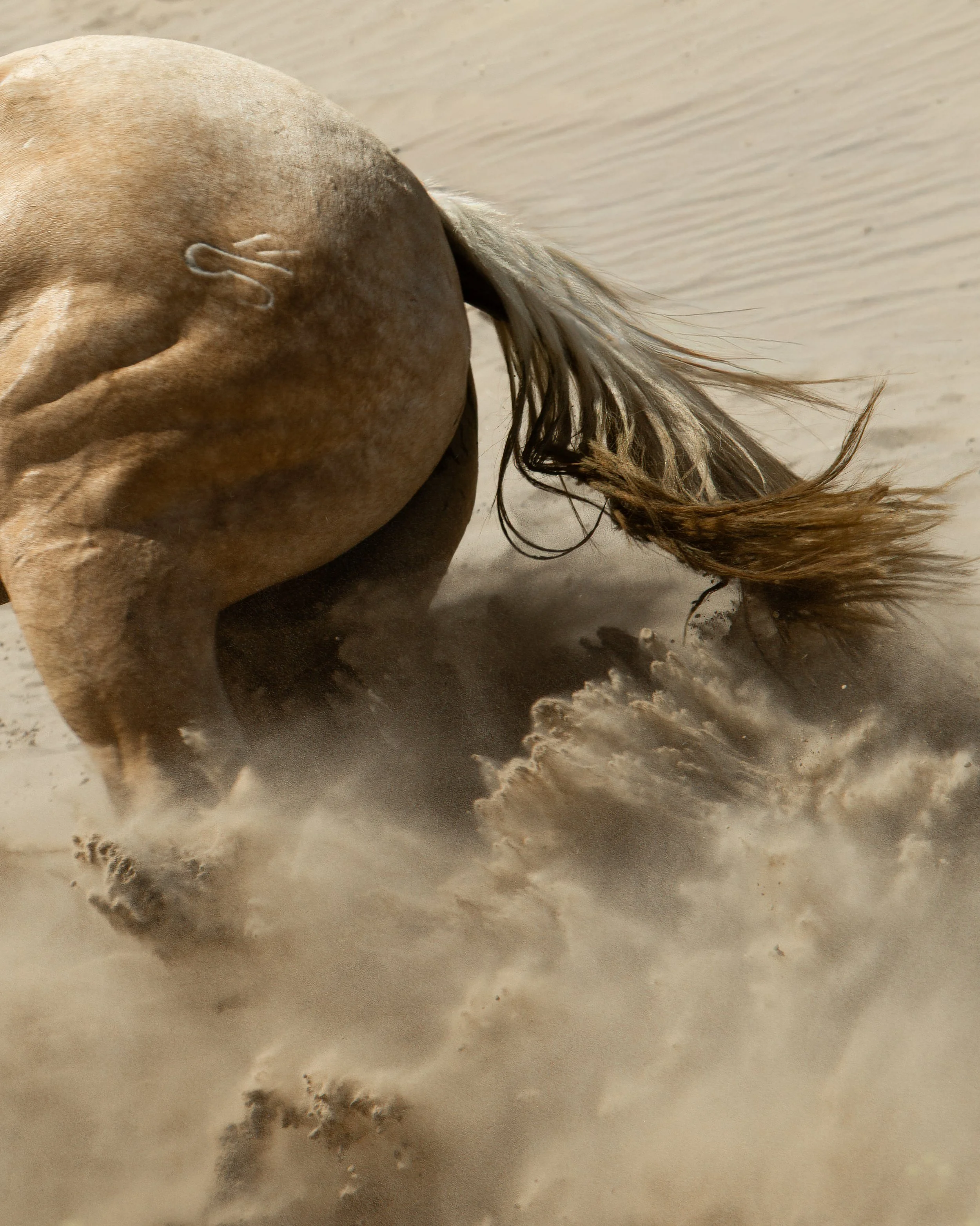 A horse on a sandy beach kicking up dust.