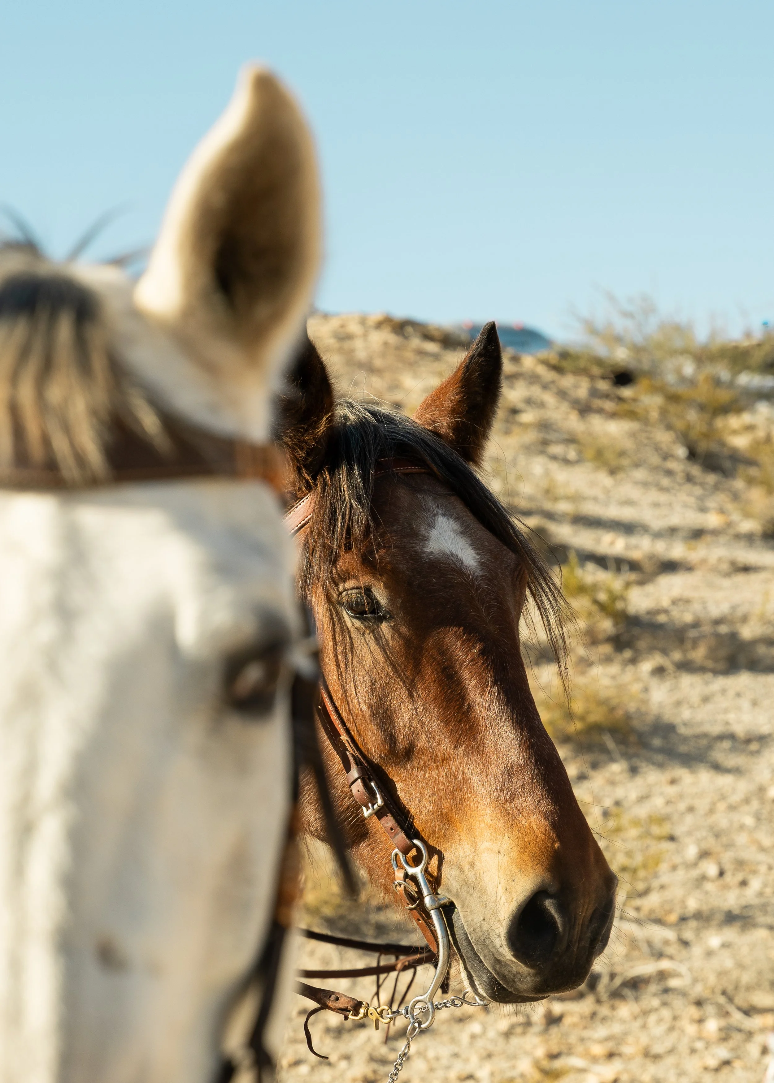 Two horses, one white with a dark mane and one brown, standing outdoors on a desert landscape with clear blue sky.