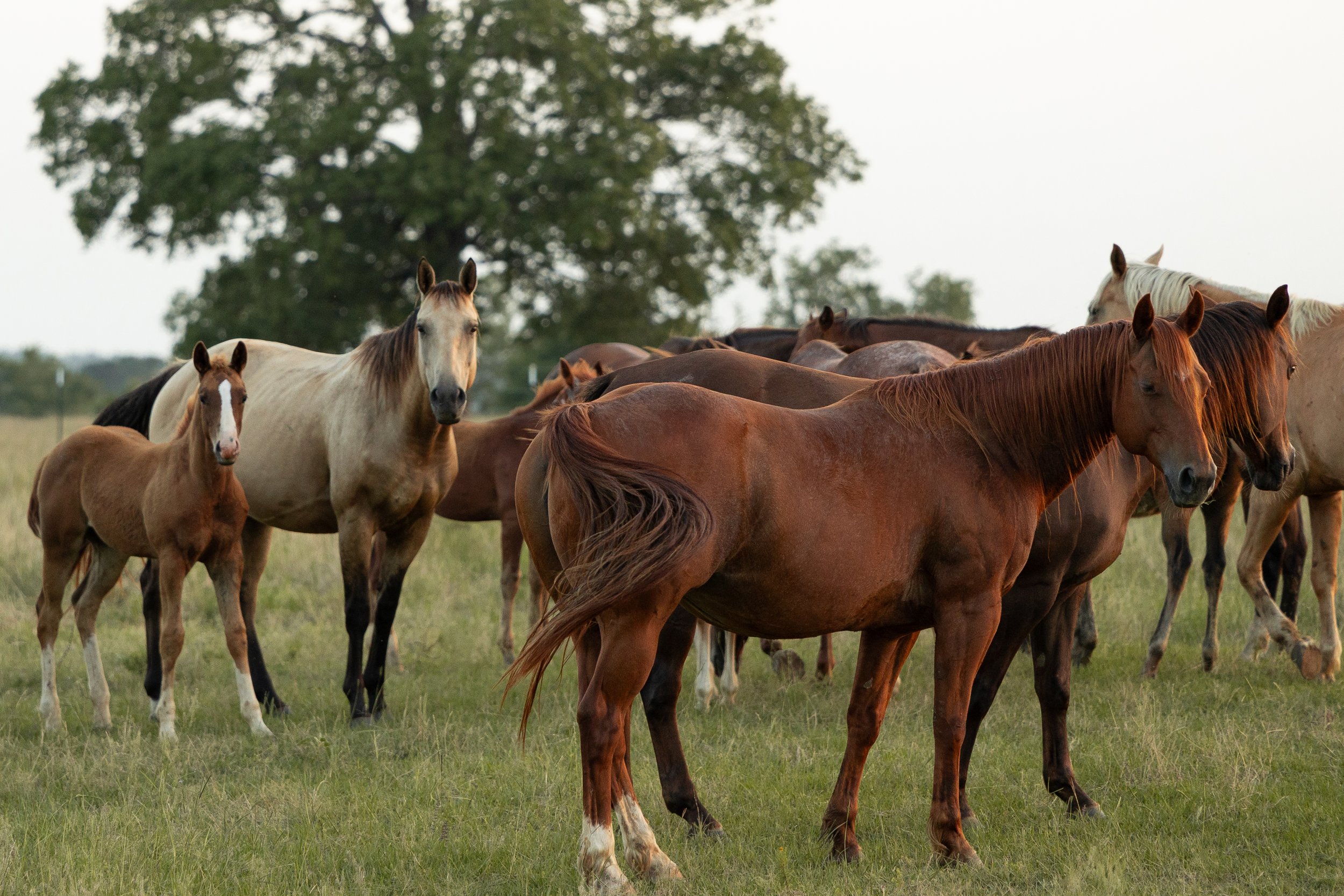 Group of horses grazing in a grassy field with a large tree in the background