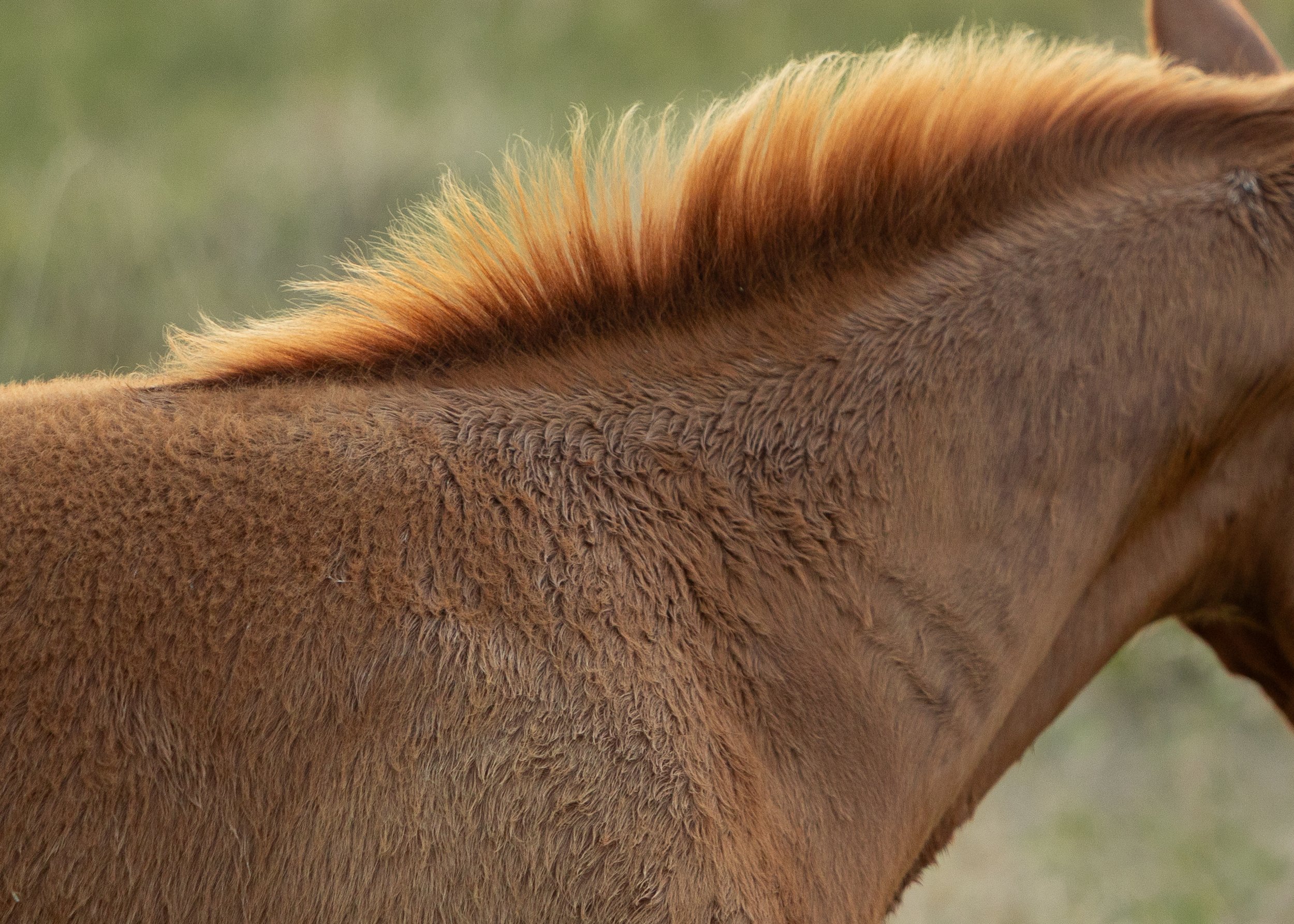 Close-up of a horse's mane and coat, showing brown fur and raised mane on a blurred green background.