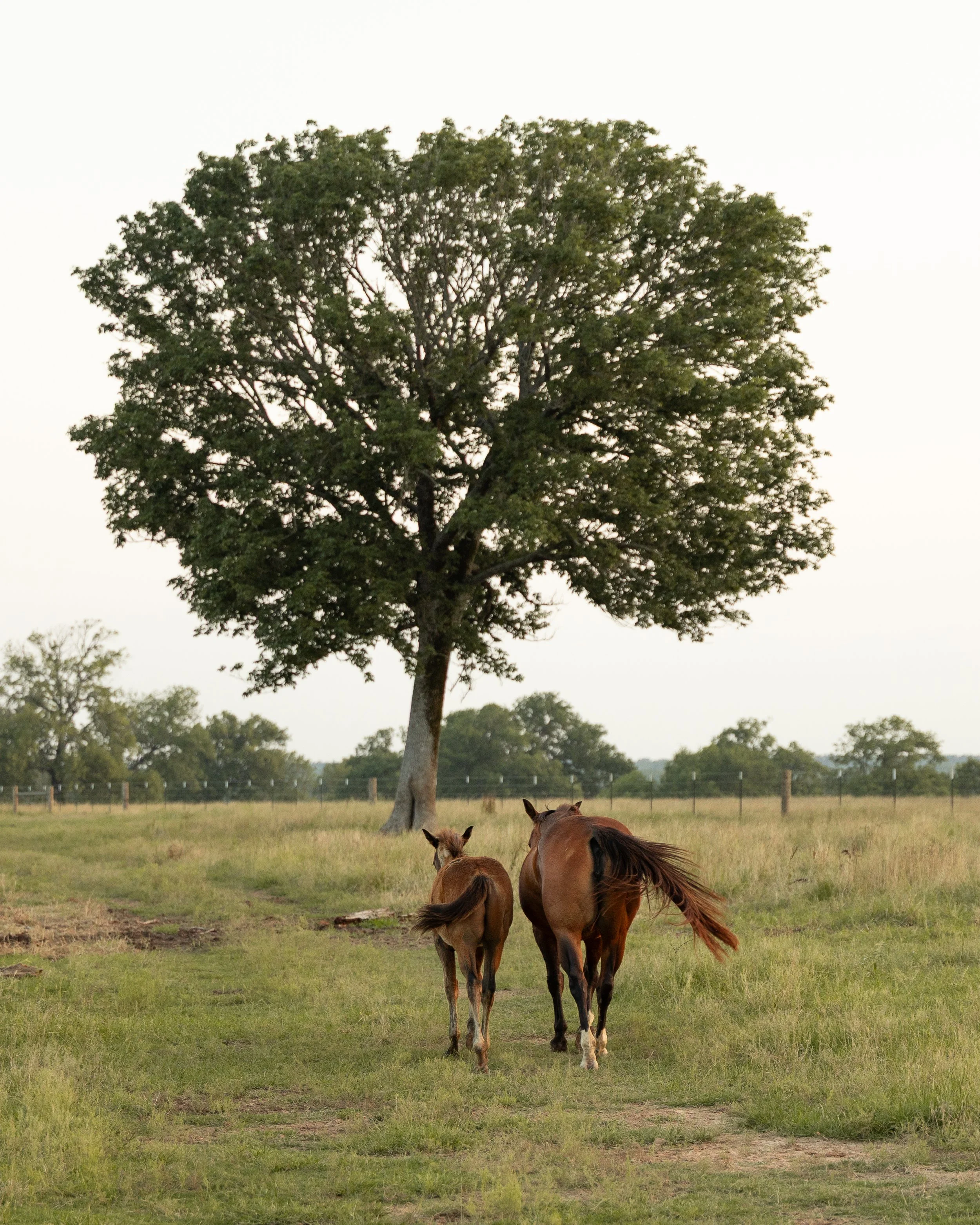 Two horses, a foal and an adult, walk away from the camera on a grassy field with a large tree and other trees in the background.