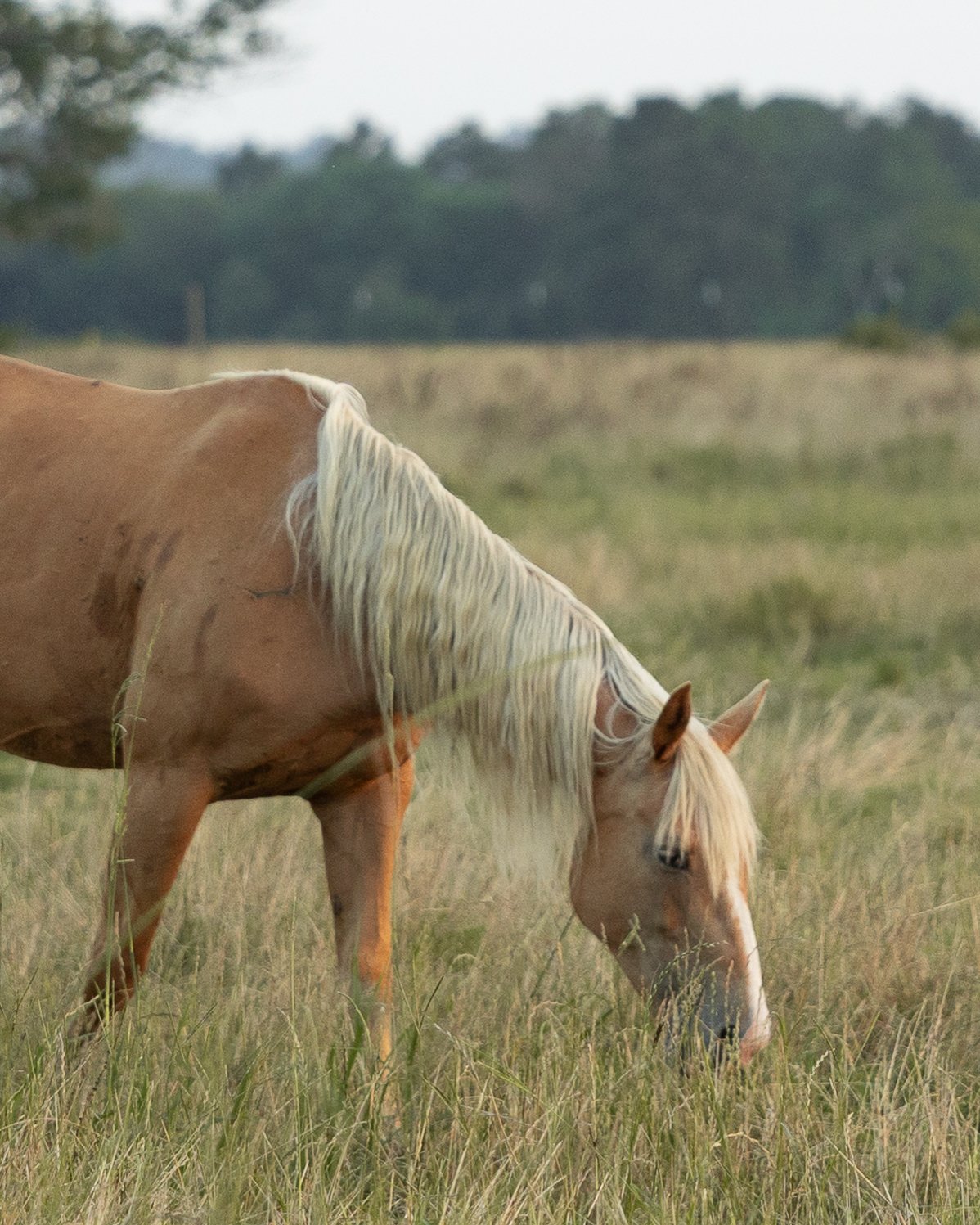 Palomino horse grazing in a grassy field with trees in the background.