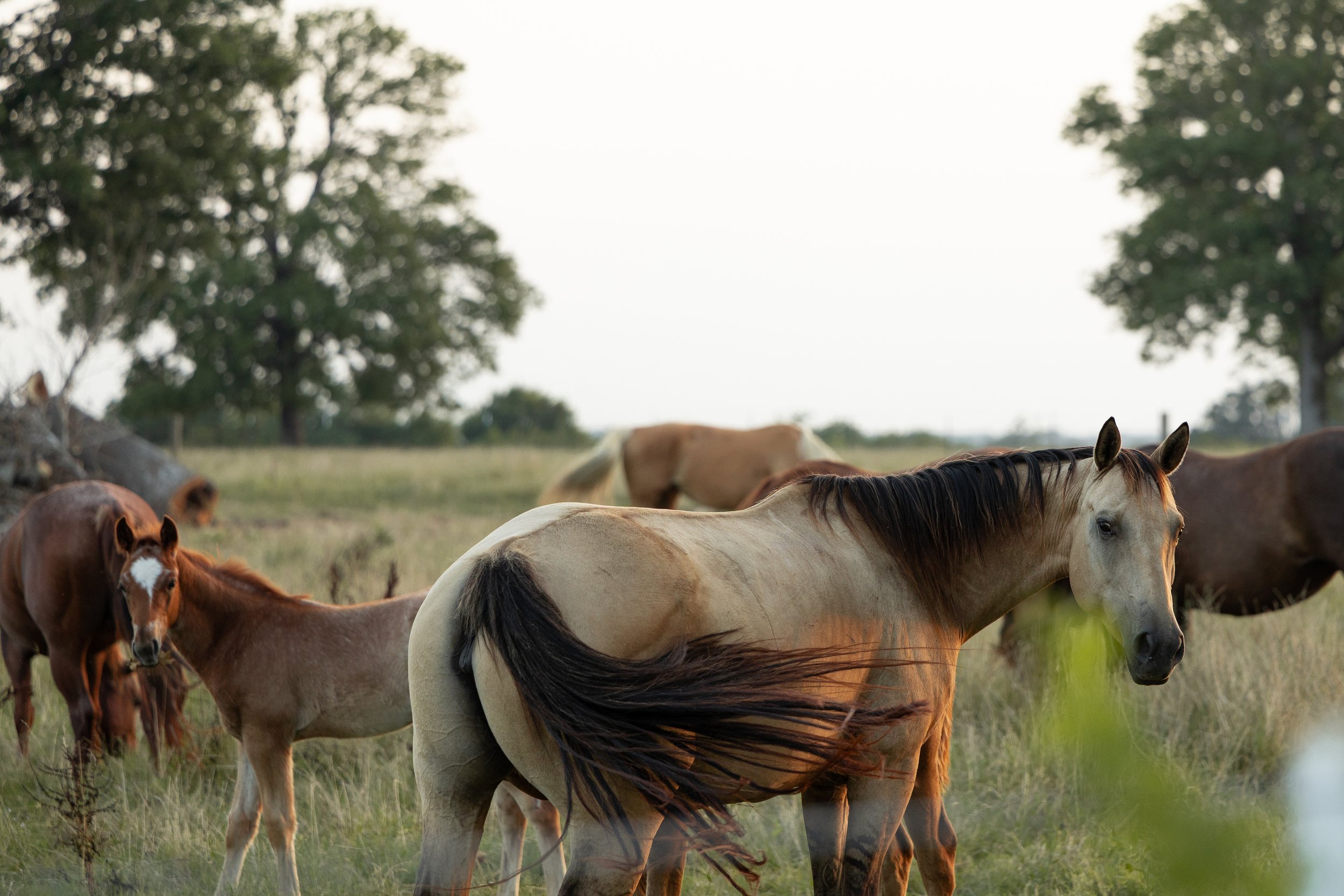 Group of horses grazing in a grassy field with trees in the background during daytime.