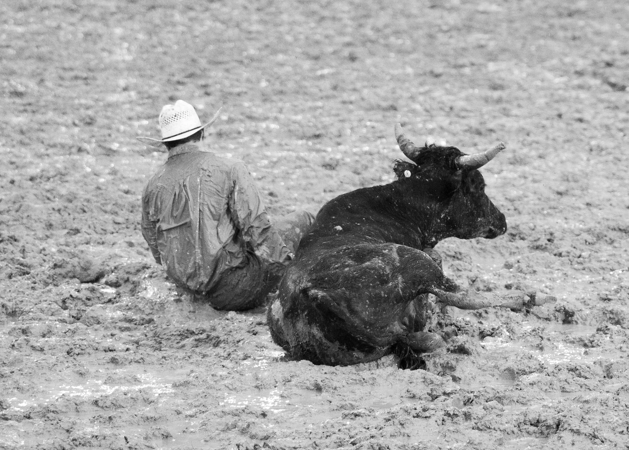 A person wearing a hat and a jacket sitting on sandy ground next to a resting ox with horns.
