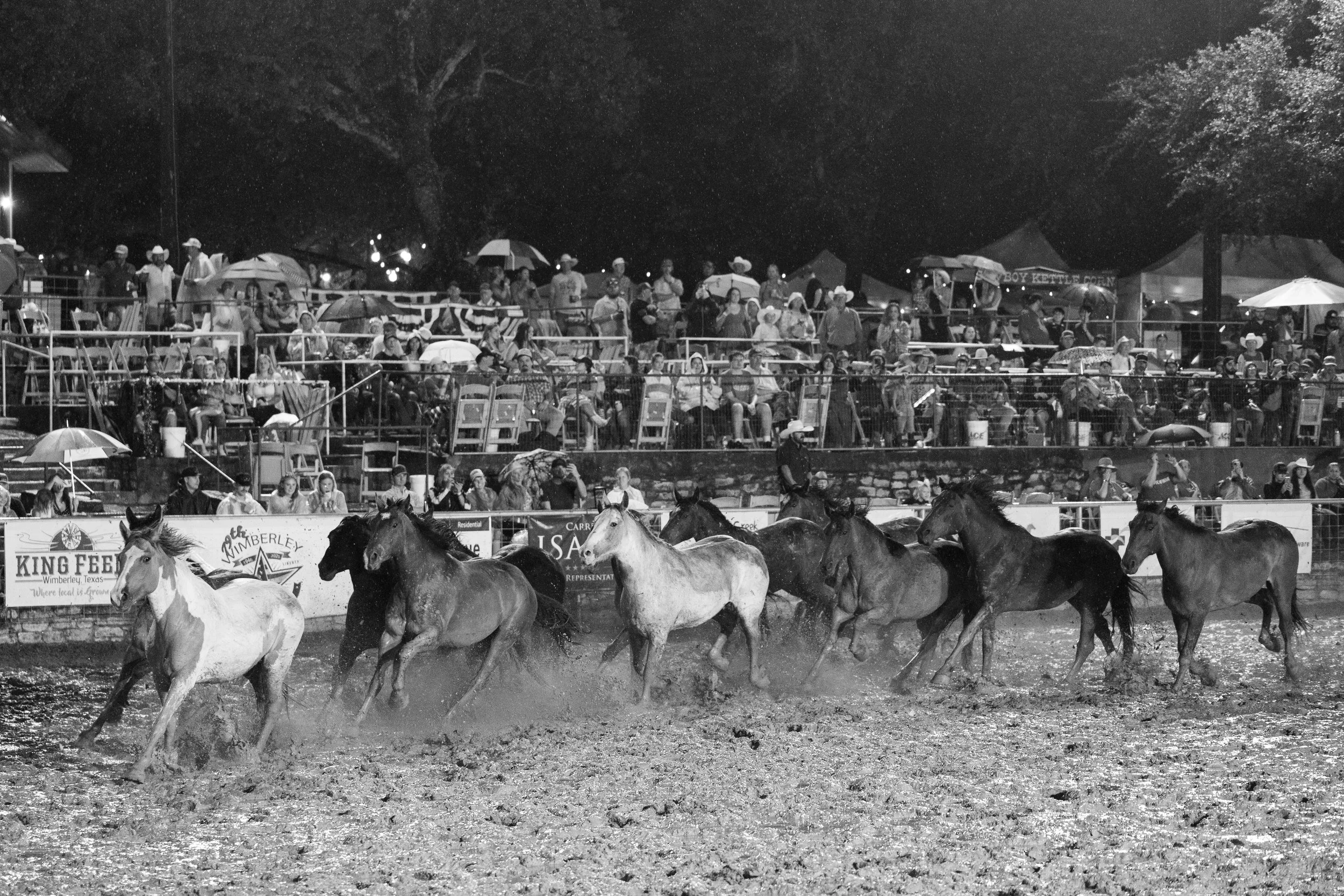 Black and white photo of a horse riding event at night with numerous spectators in the stands and some umbrellas for cover.