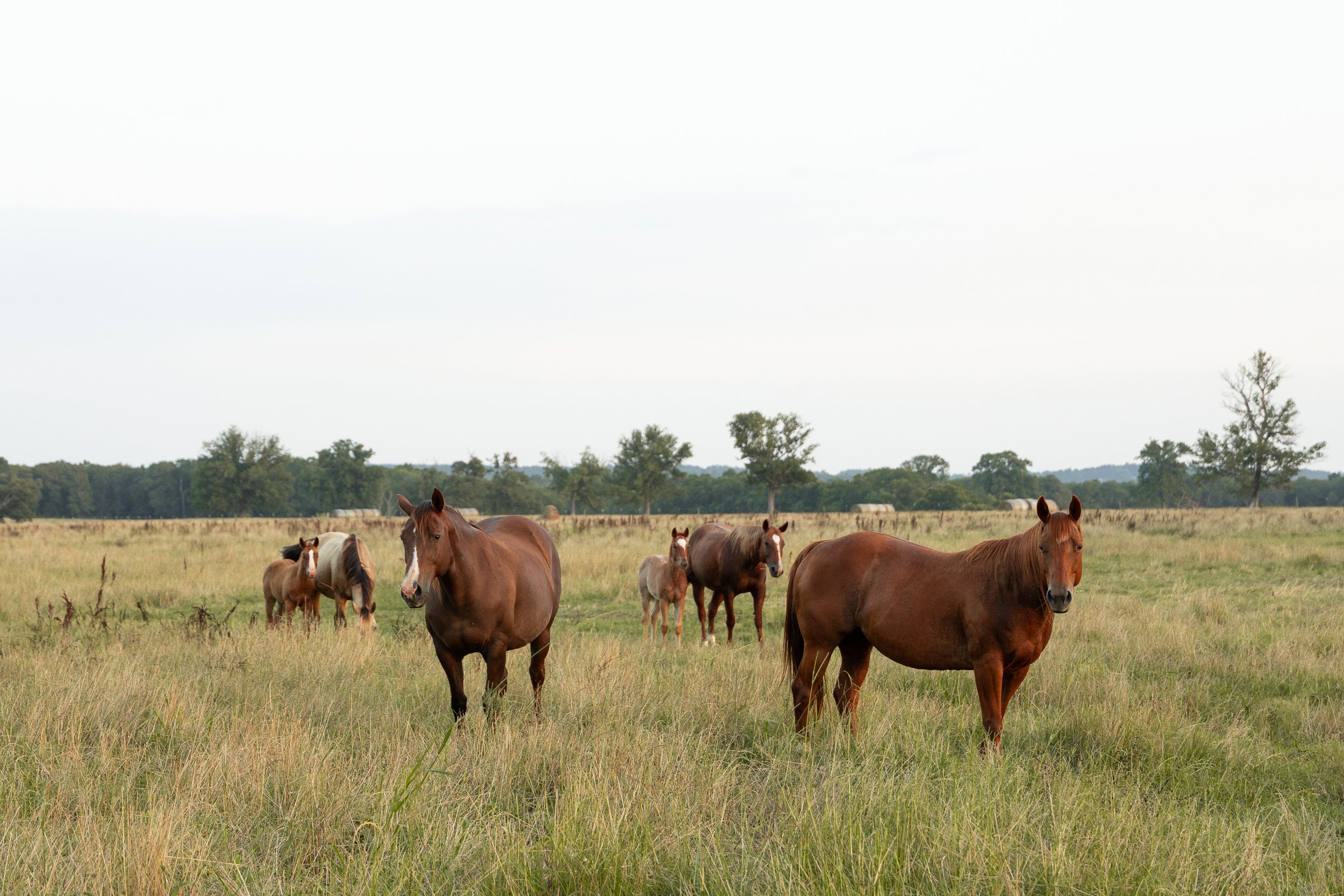 Five horses standing in a grassy field with trees and a cloudy sky in the background.