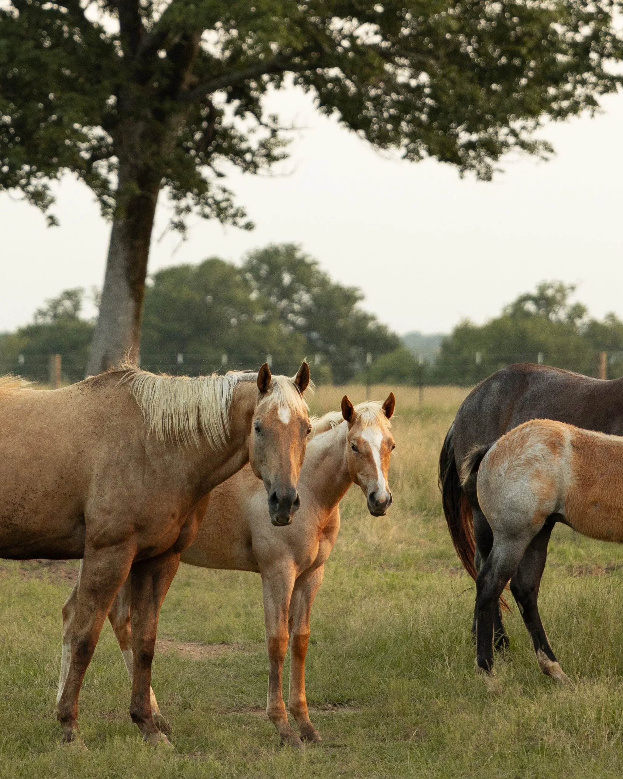 Group of horses standing on grass field, with large trees and a fence in the background.