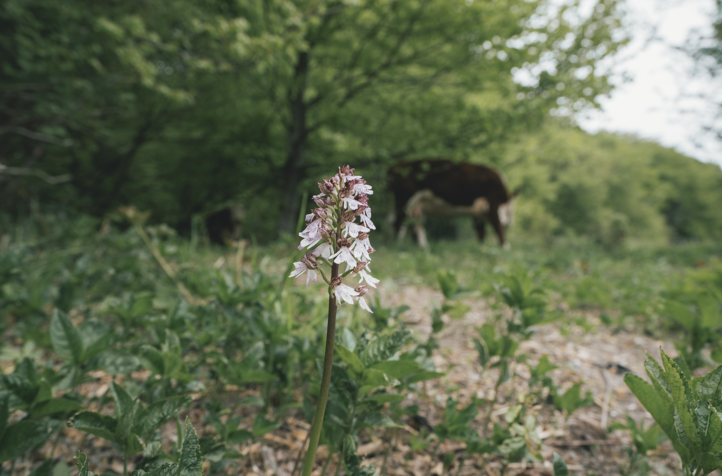 FILM: Naturgenopretning i Vordingborg Kommune