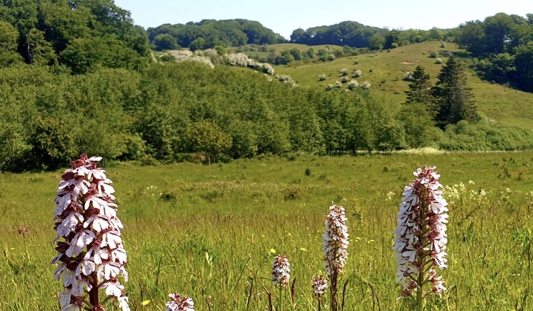 LIFE ORCHIDS