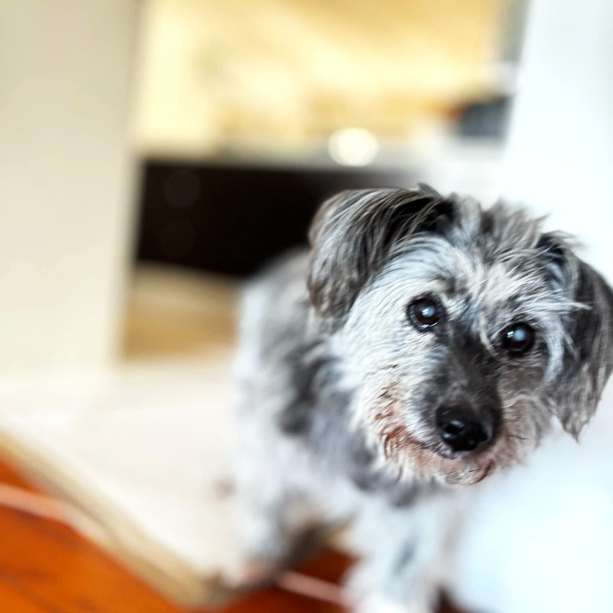 Why I'll Never Regret the Vet Bills, Sleepless Nights, or Heartbreak