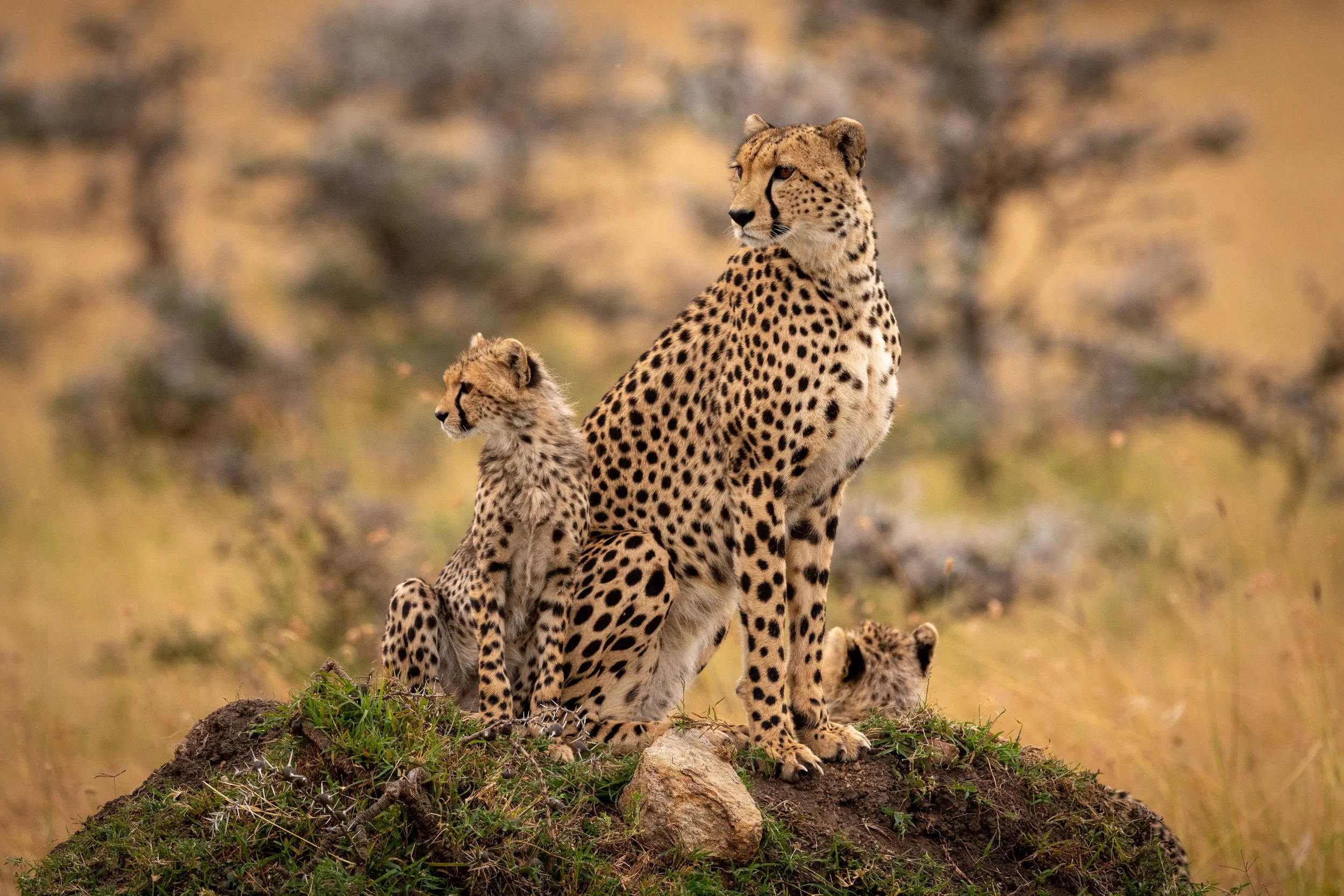 A cheetah with two cubs resting on a mound of earth, surrounded by grass and a blurred natural background.
