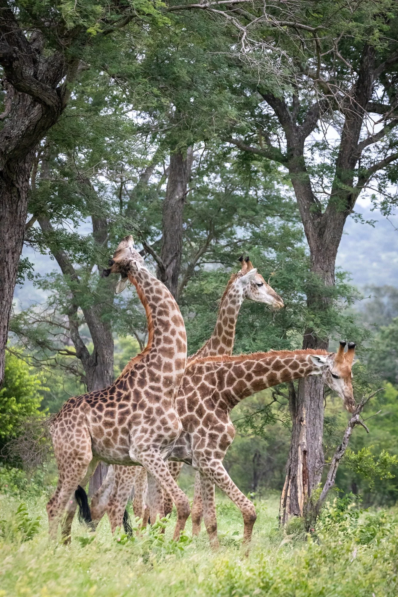 A group of giraffes walking among trees in a lush green landscape.