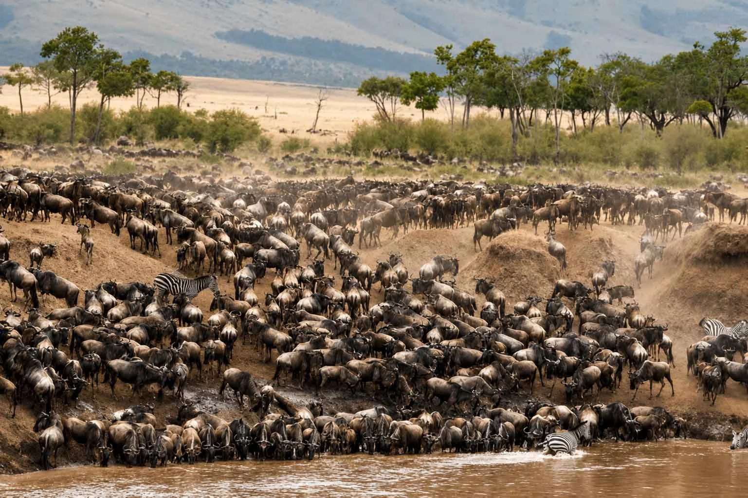 A large herd of wildebeests and zebras crossing a river in a savanna landscape with trees and distant mountains.